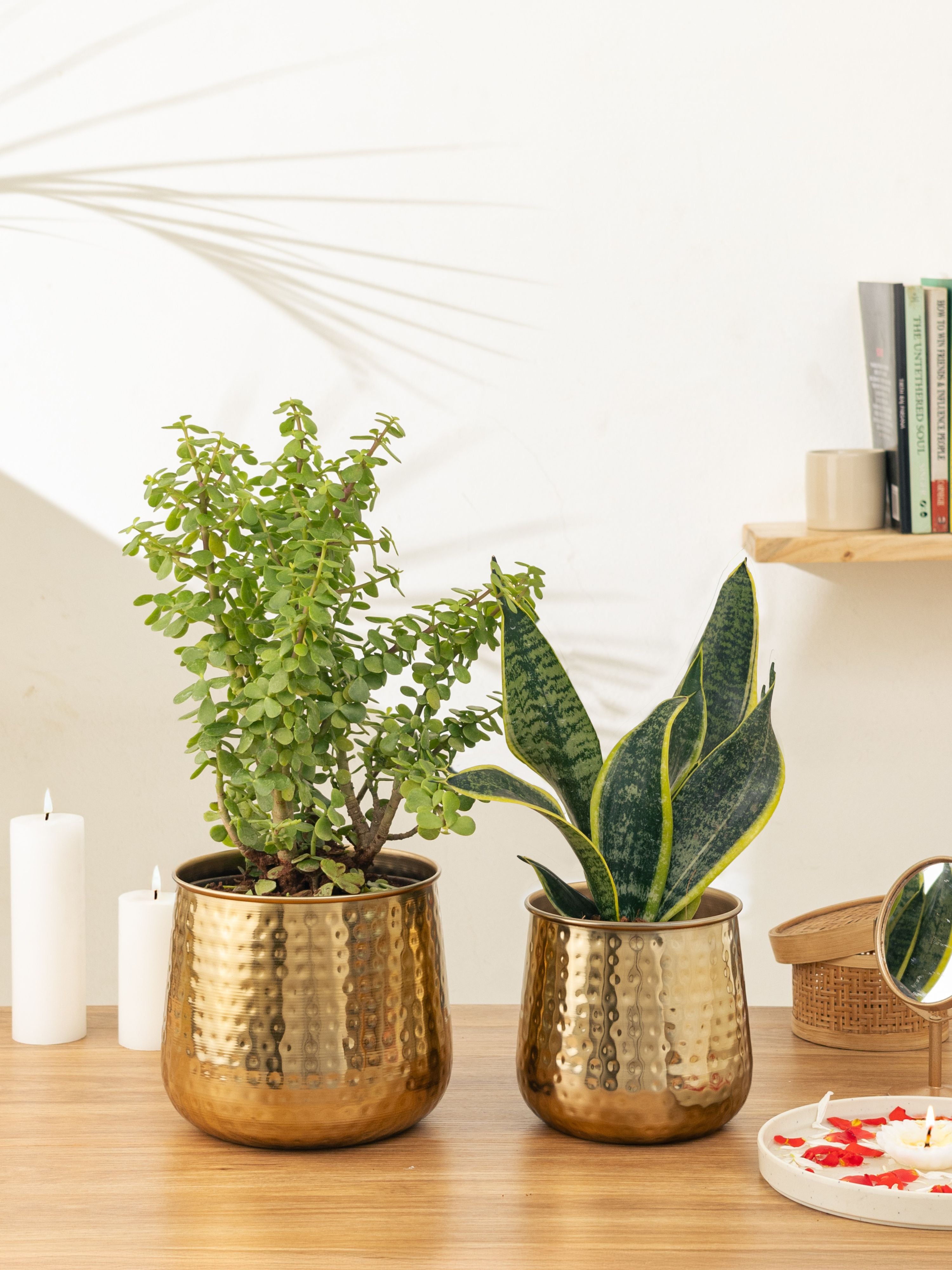 Auric Gold (Set of 2)