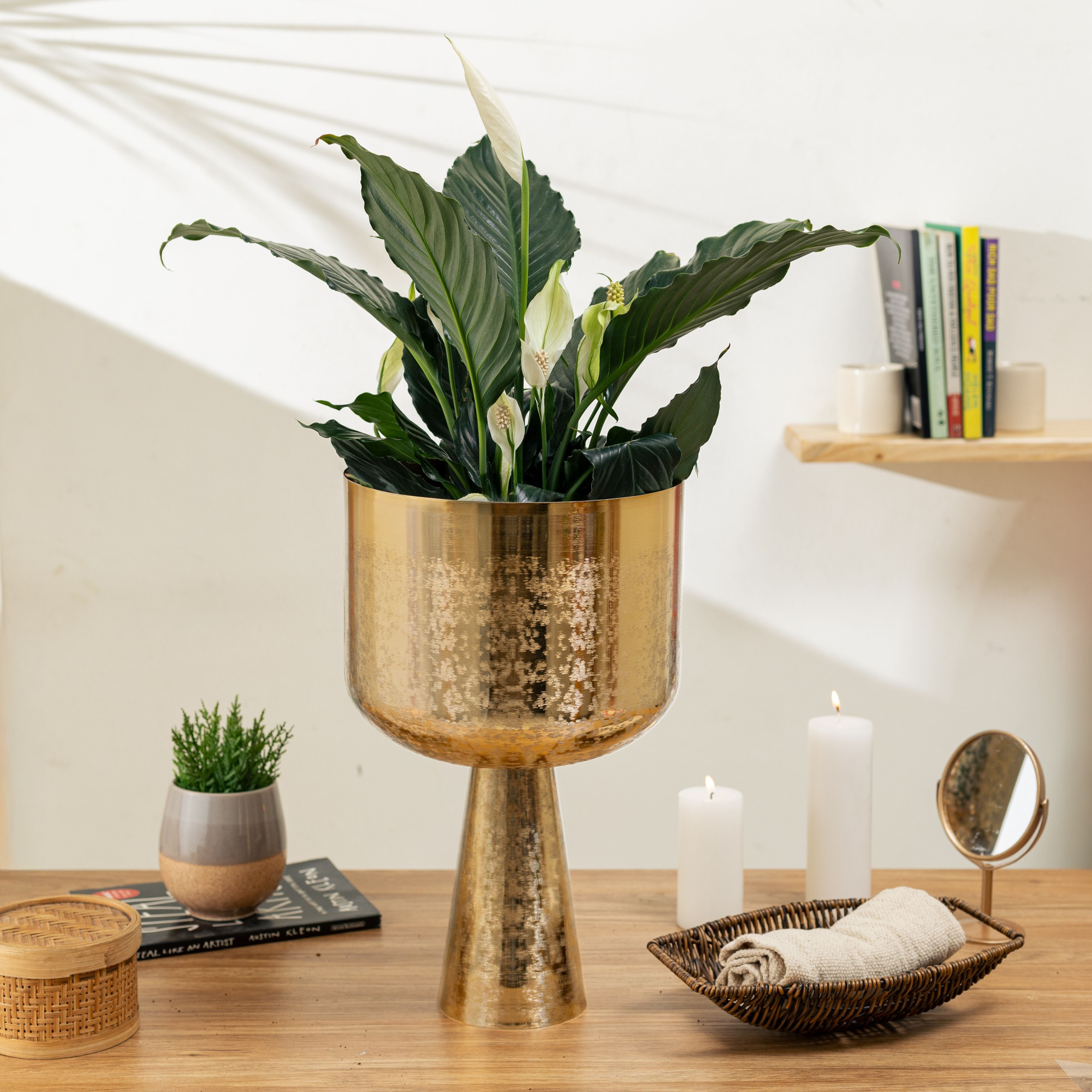 Big Aureme Gold (Pack of 1)