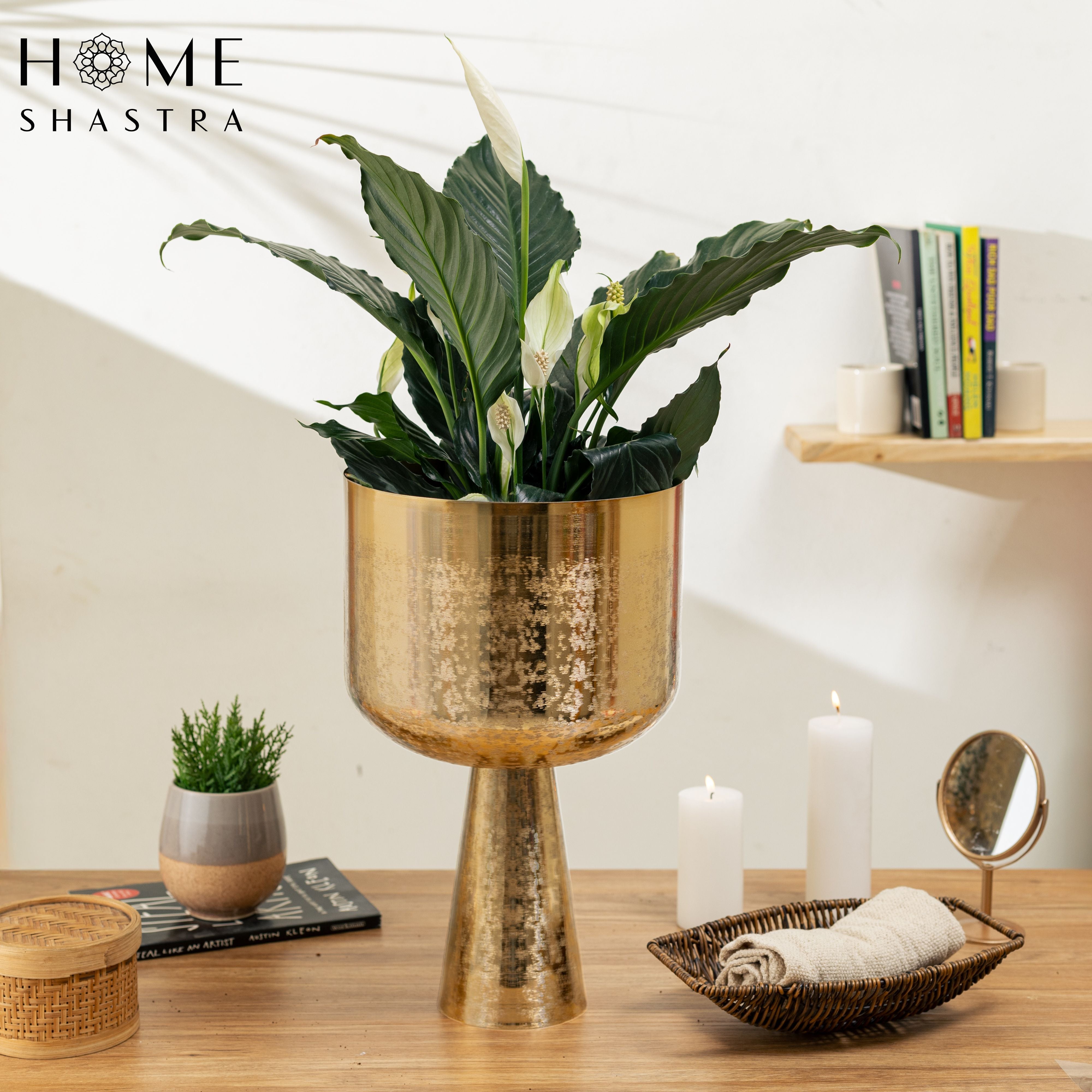 Big Aureme Gold (Pack of 1)