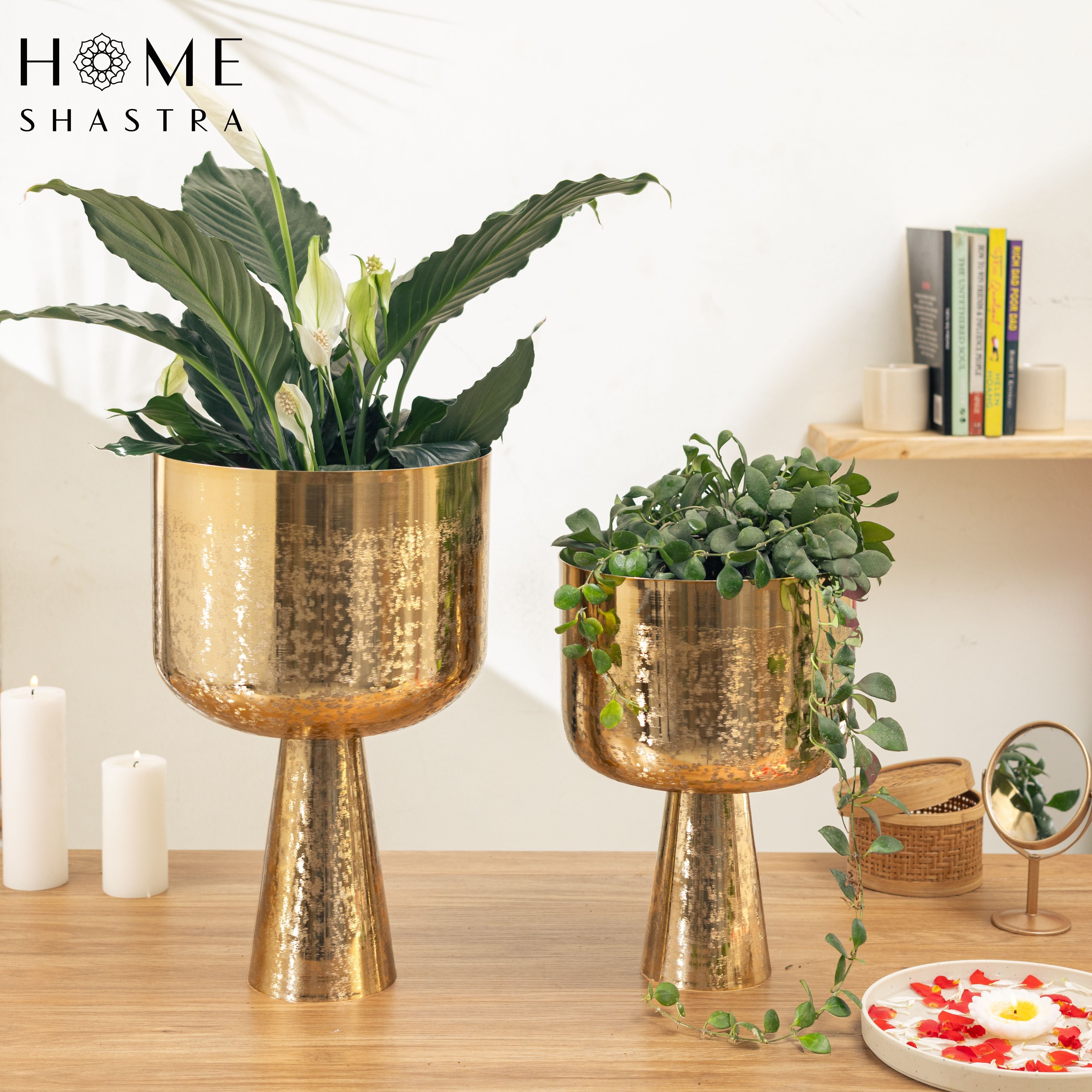 Aureme Gold (Set of 2)