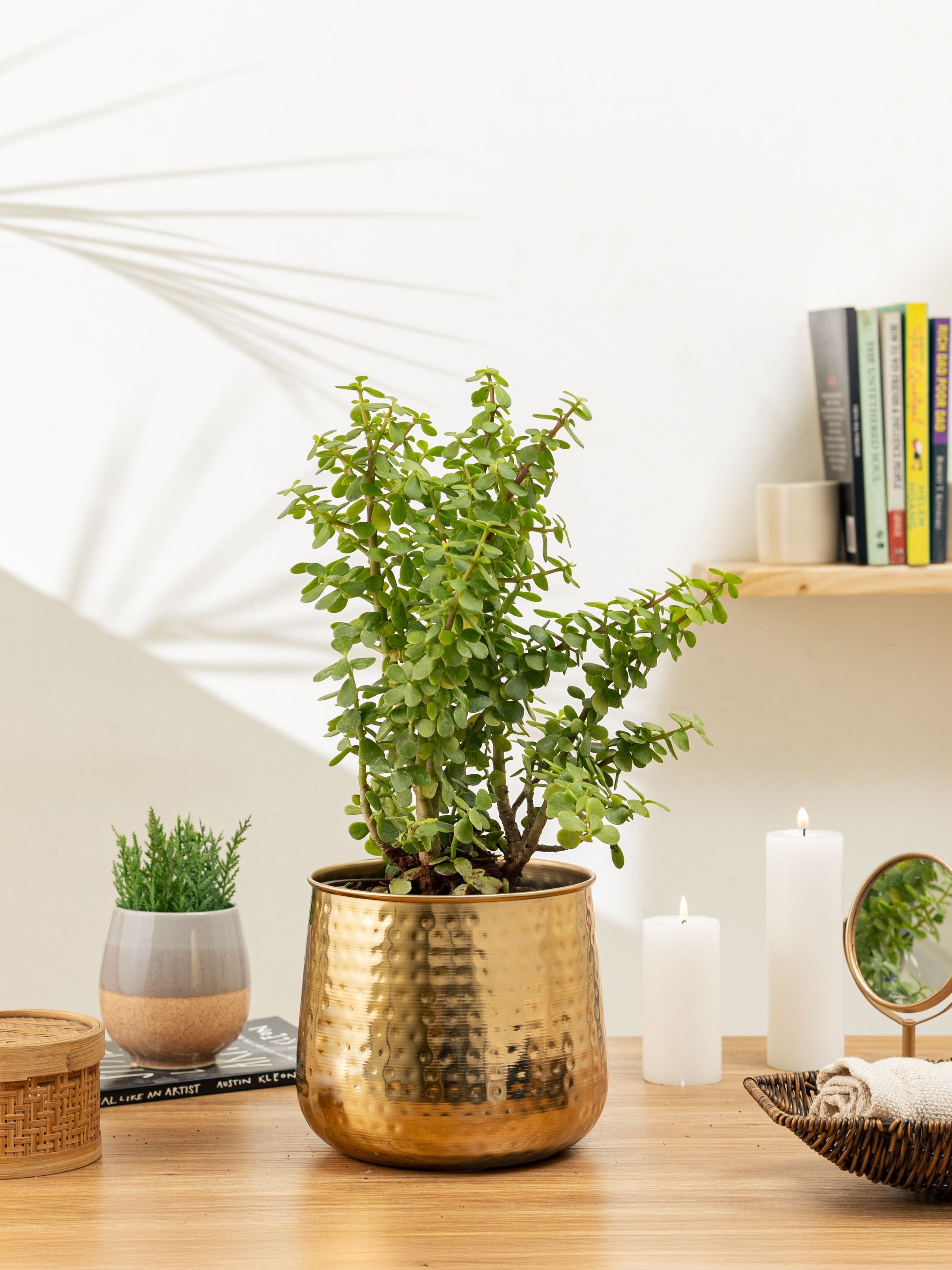 Auric Gold (Pack of 1)