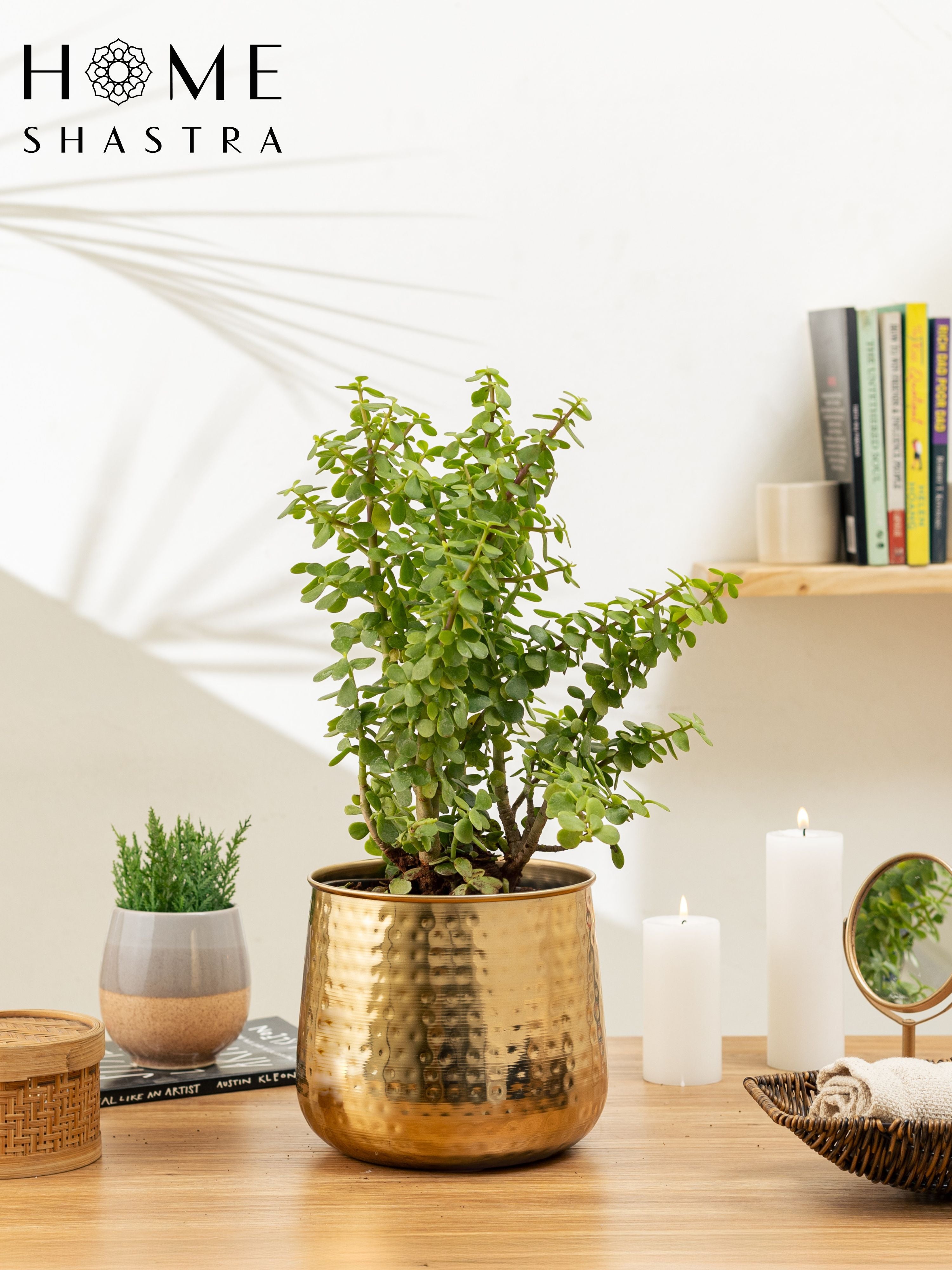 Auric Gold (Pack of 1)