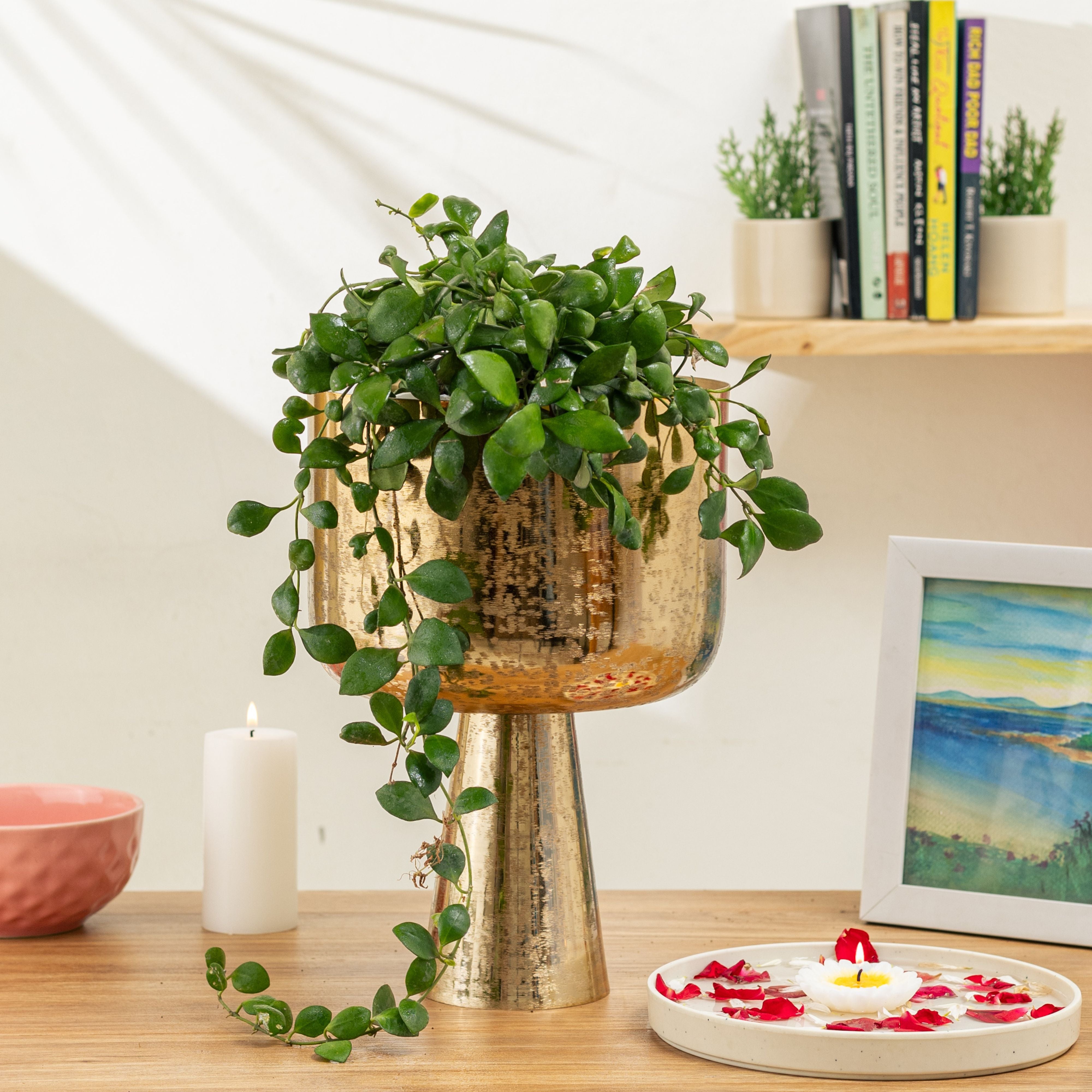 Small Aureme Gold (Pack of 1)