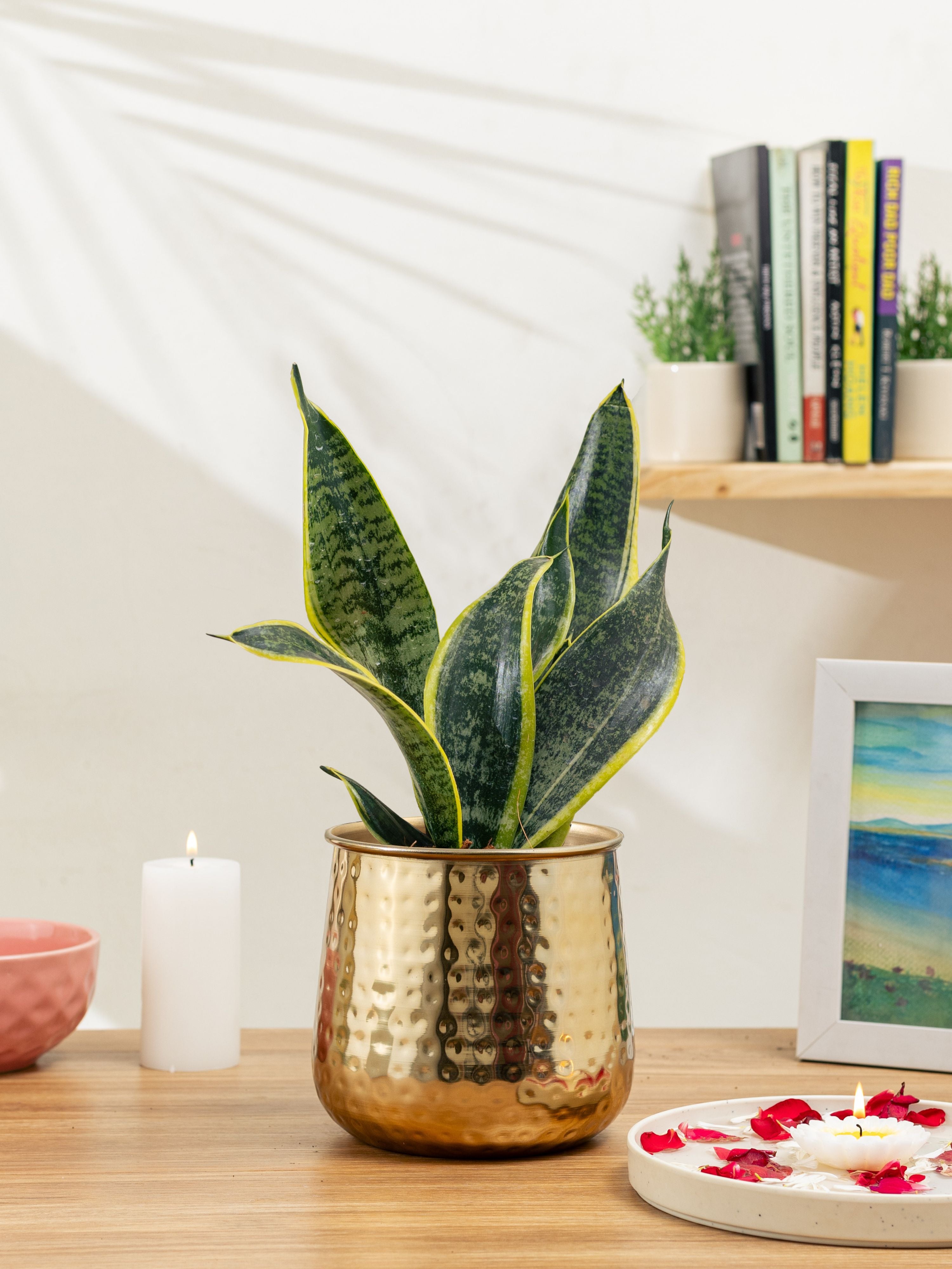 Auric Gold (Pack of 1 )