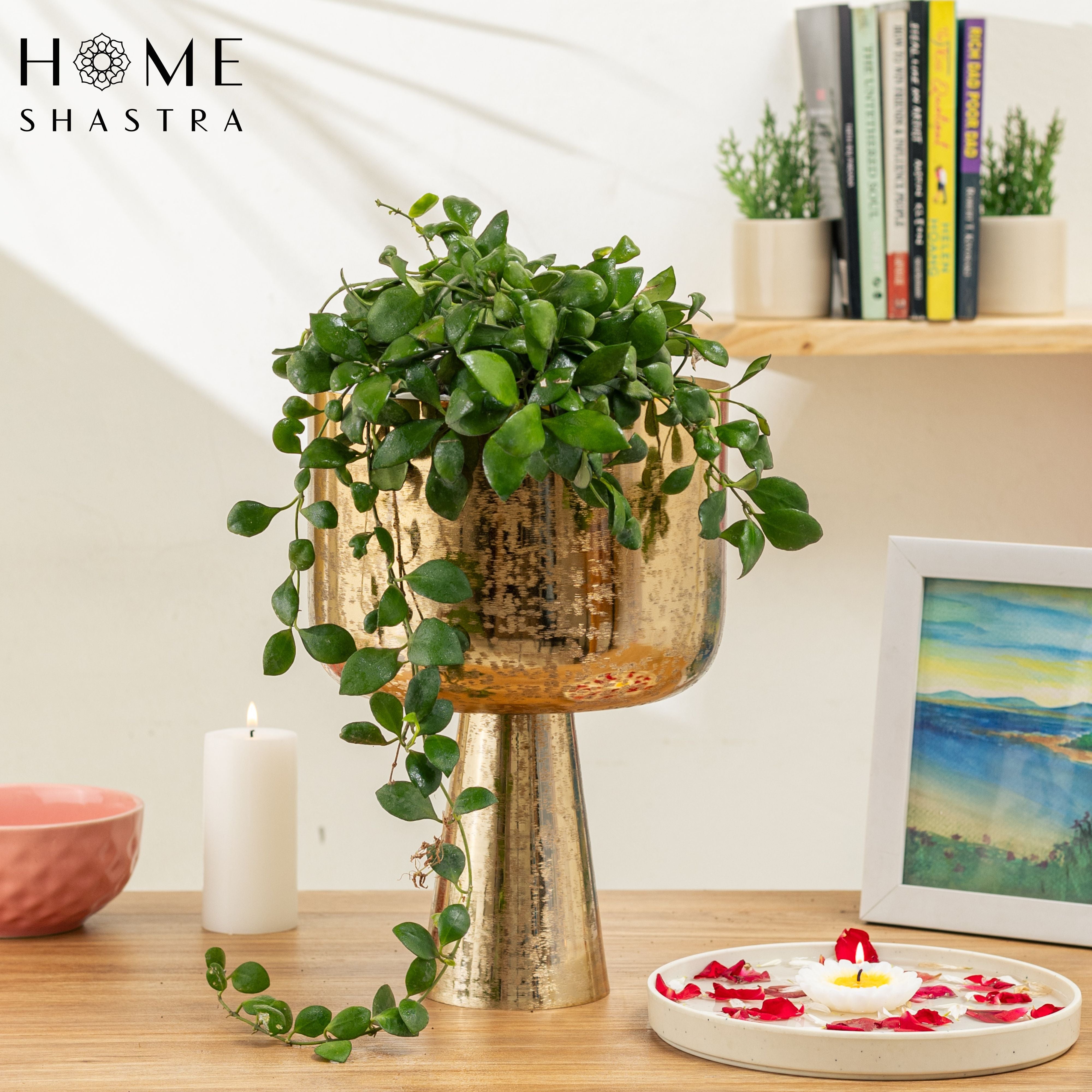 Small Aureme Gold (Pack of 1)