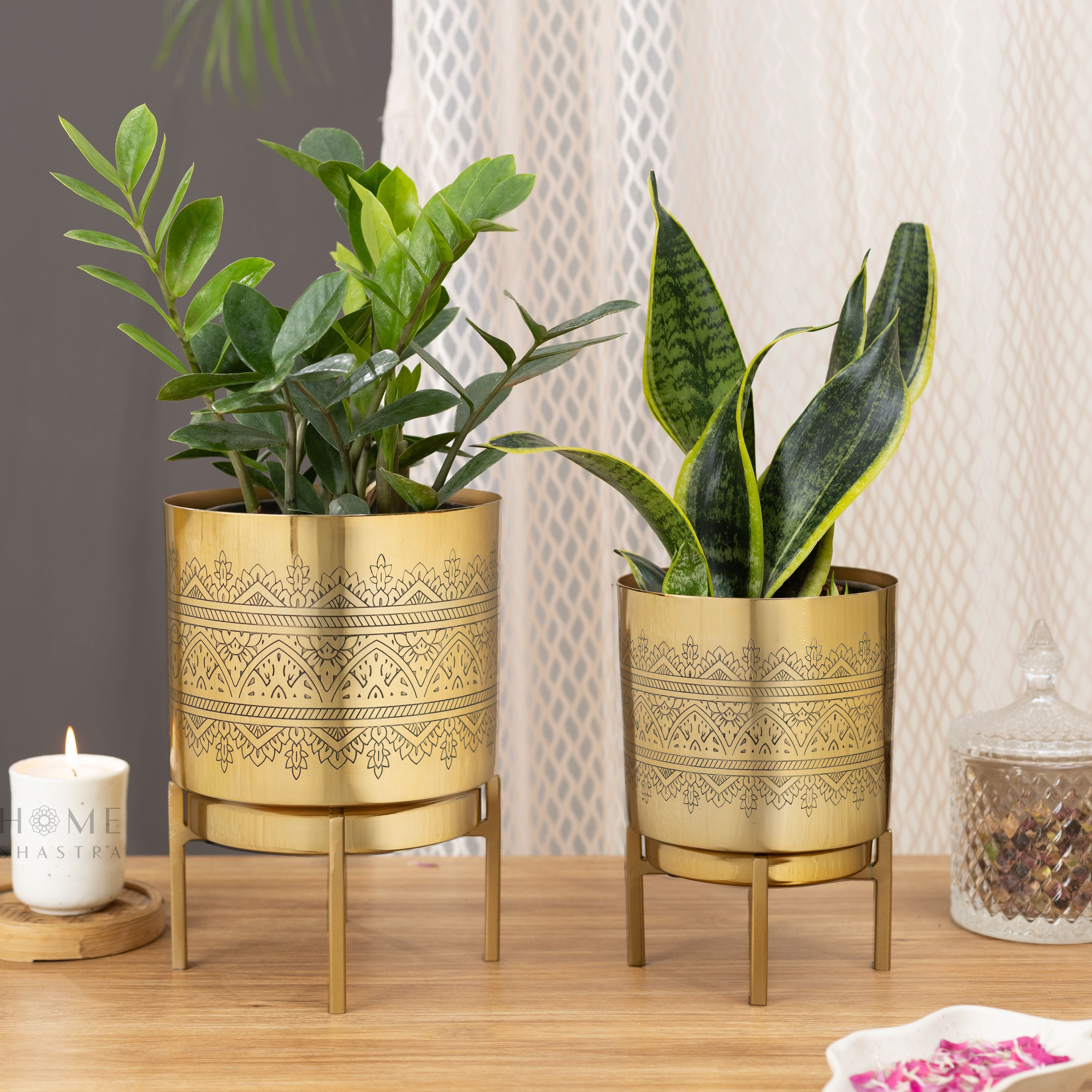 Raaga Gold (Set of 2)