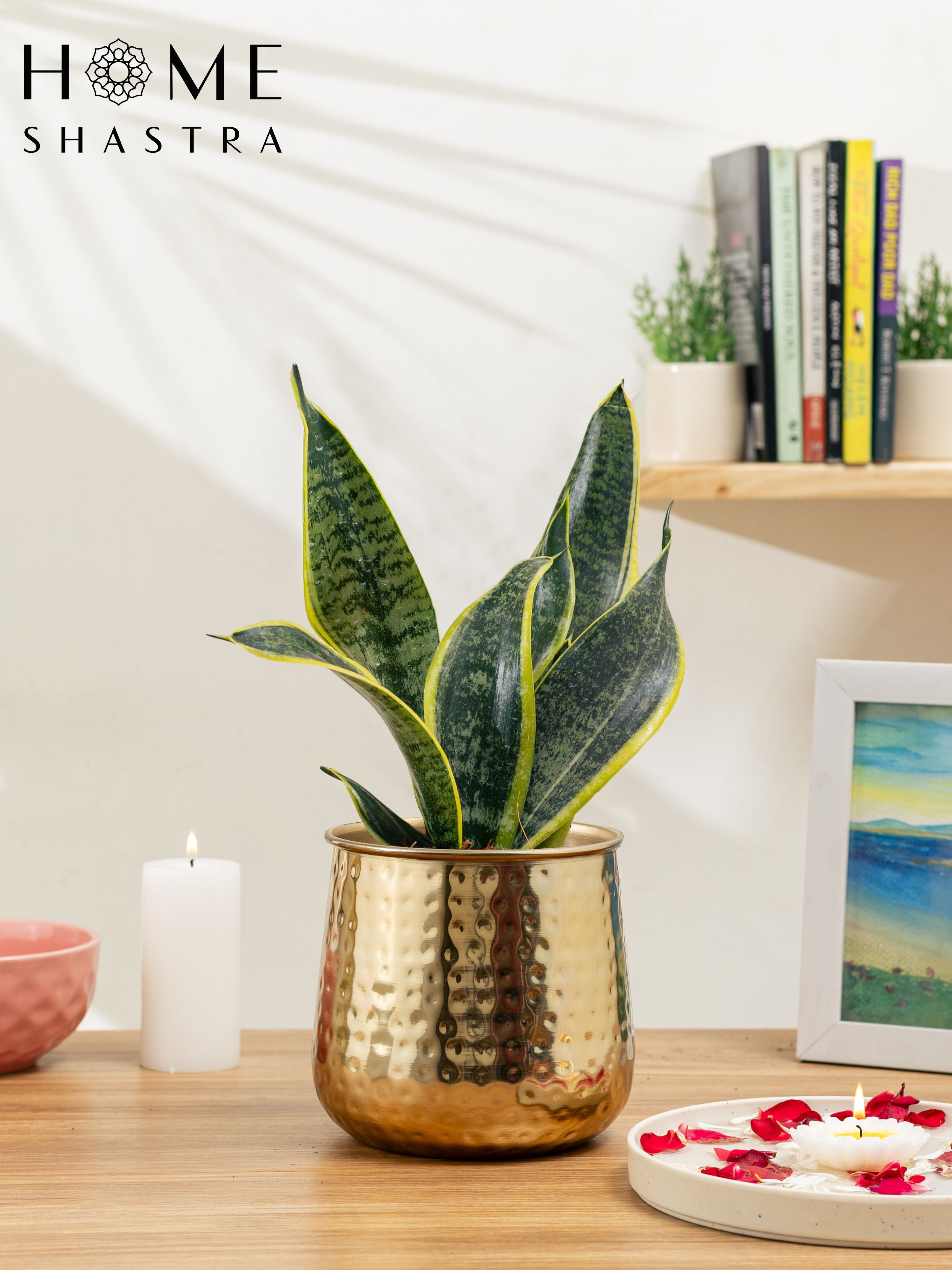 Auric Gold (Pack of 1 )