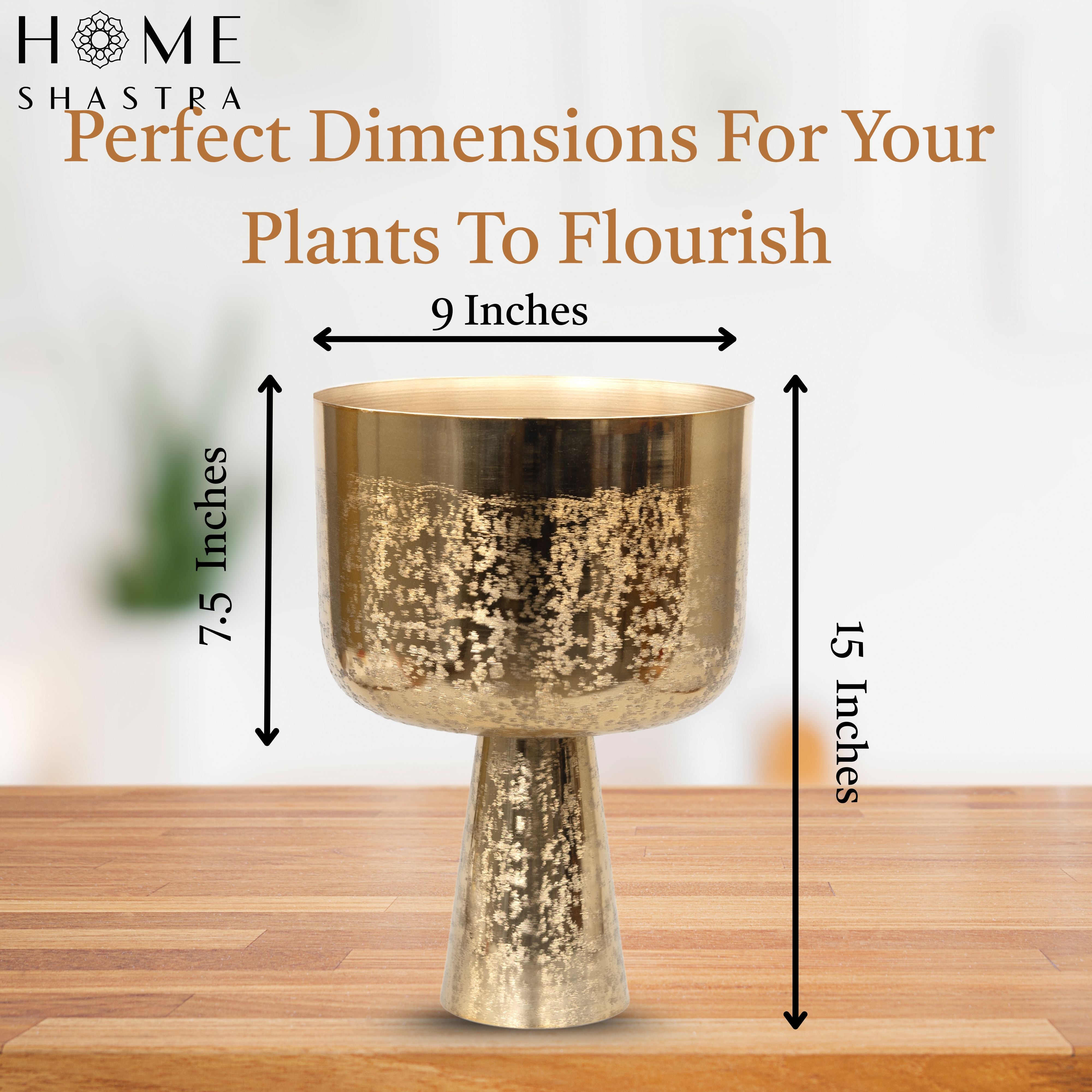 Big Aureme Gold (Pack of 1)