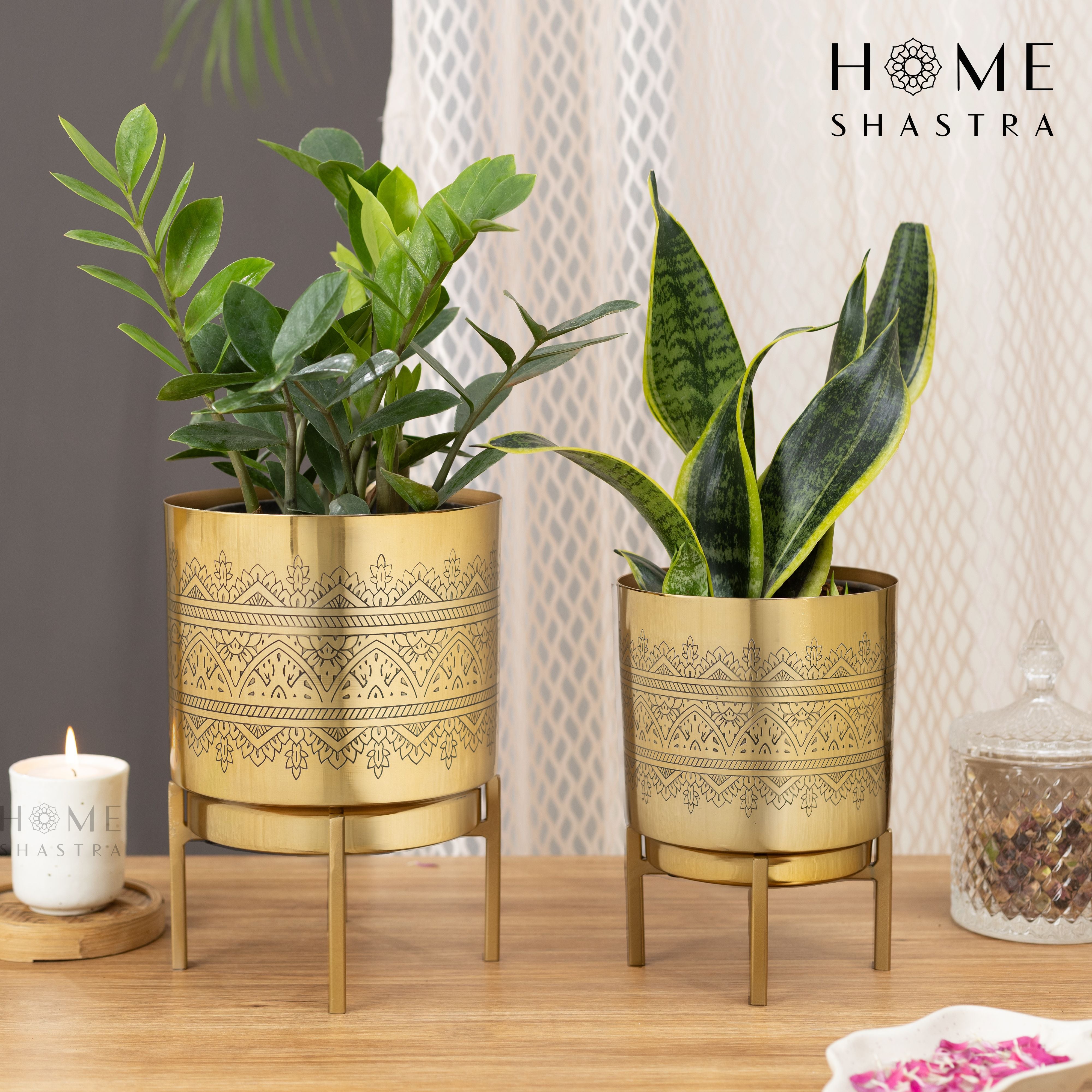 Raaga Gold (Set of 2)