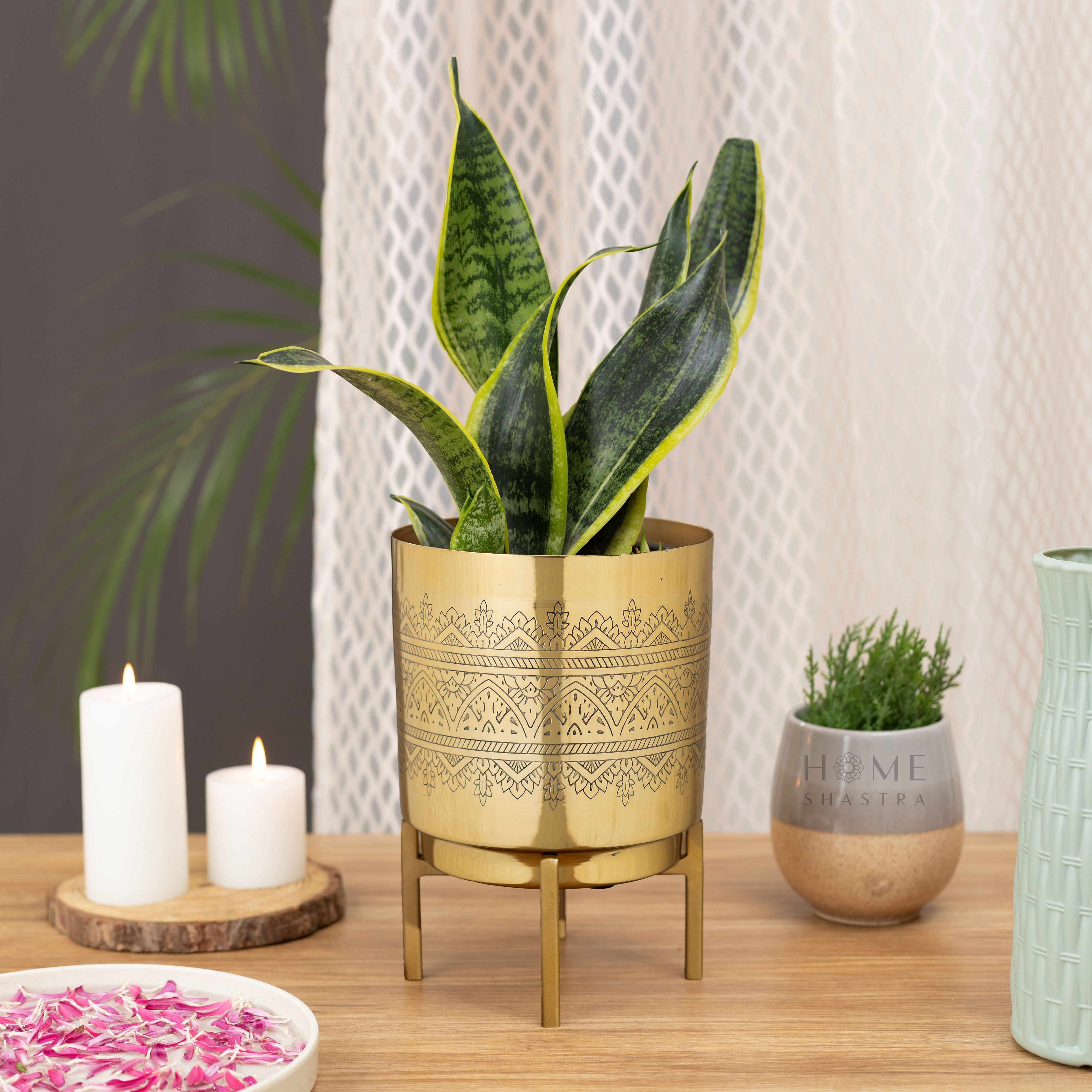 Small Raaga Gold (Pack of 1)