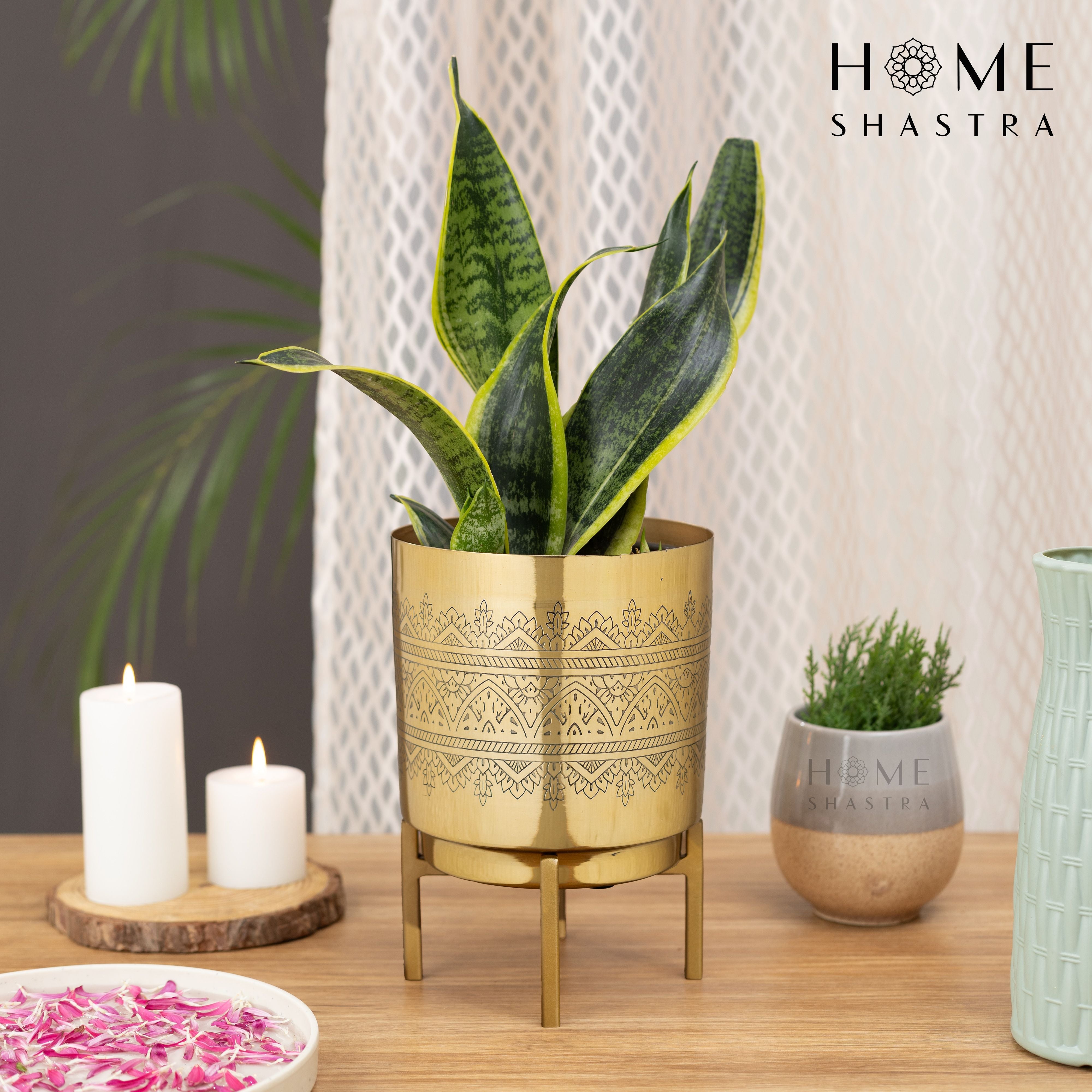 Small Raaga Gold (Pack of 1)