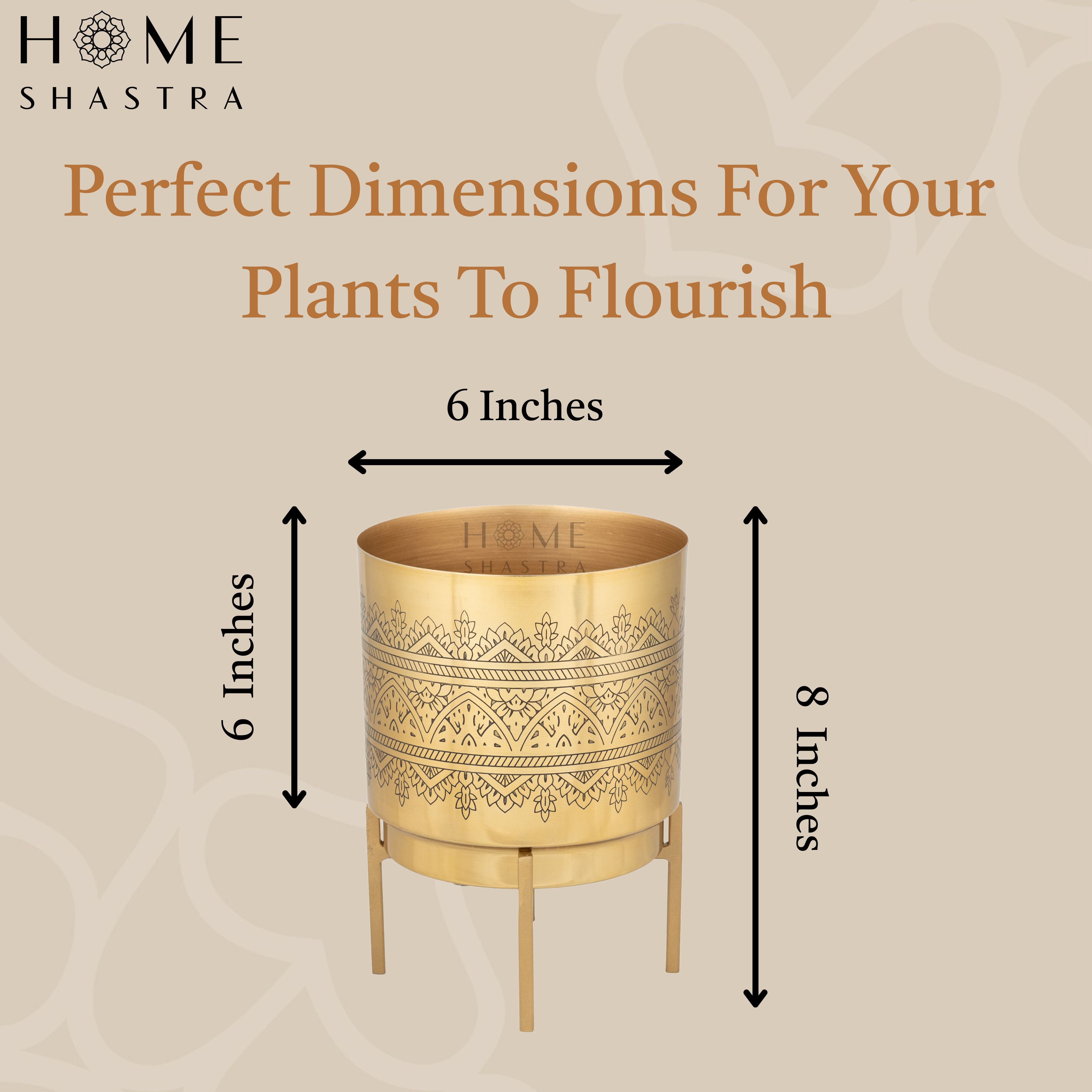 Small Raaga Gold (Pack of 1)