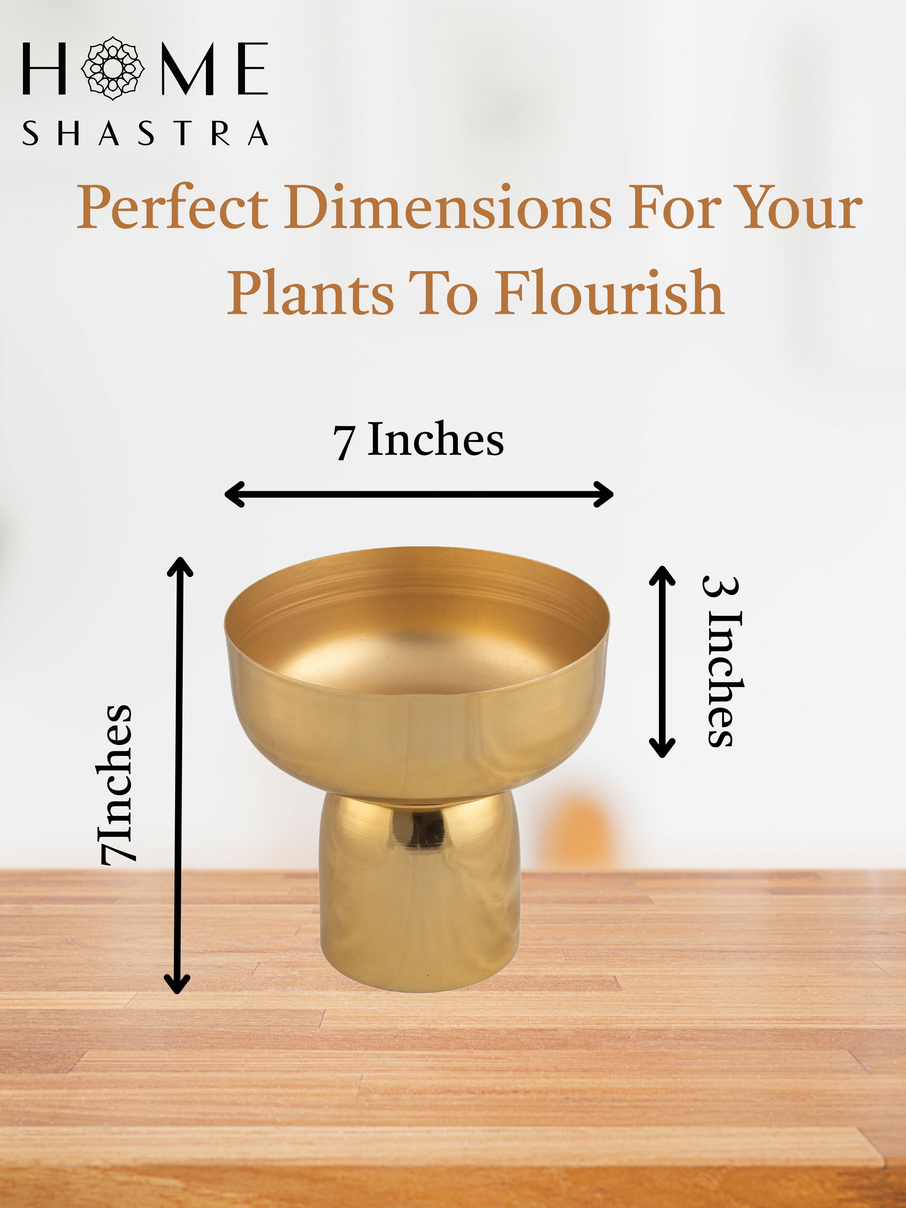 Fern Gold (Pack of 1)