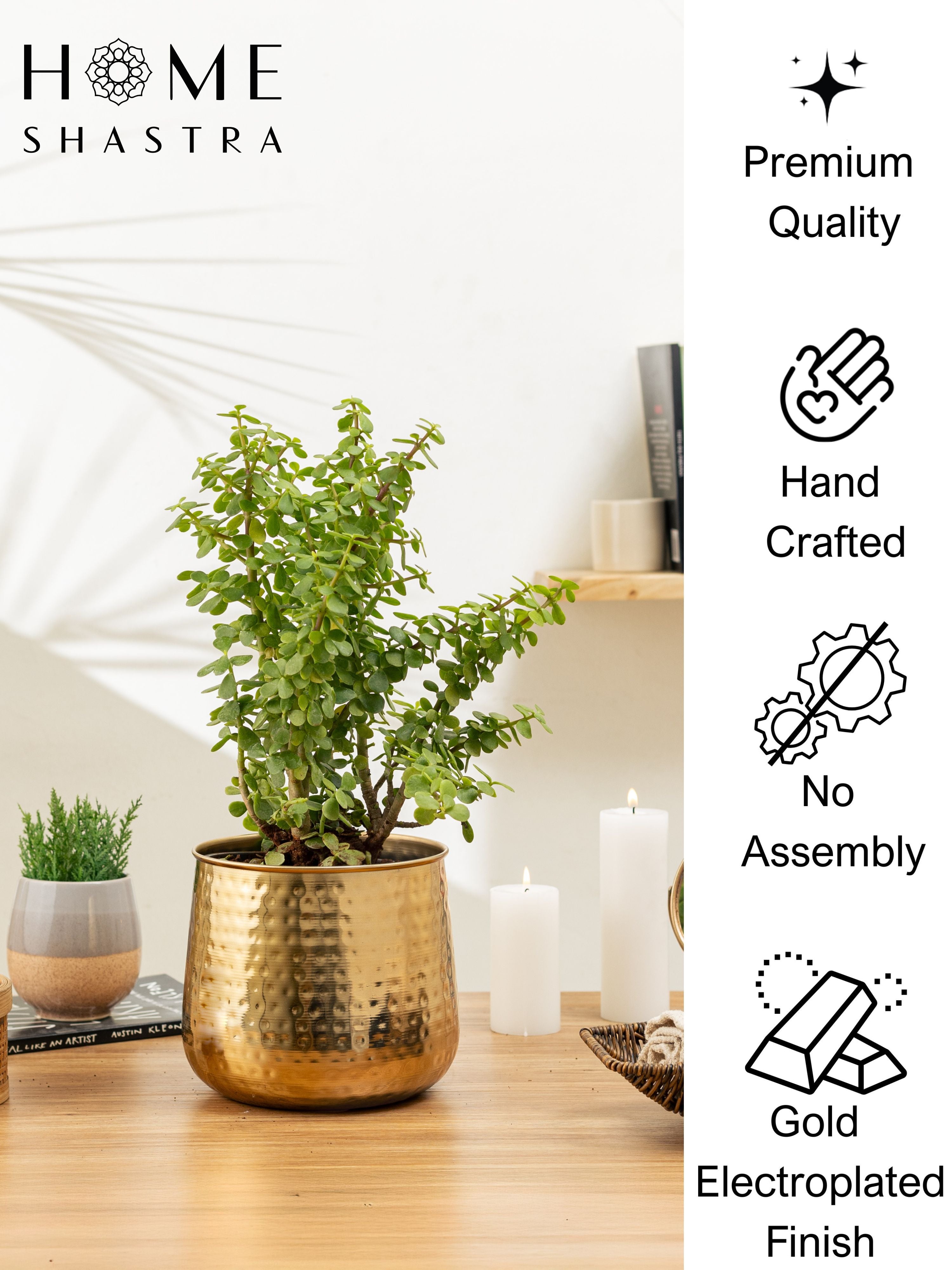 Auric Gold (Pack of 1)