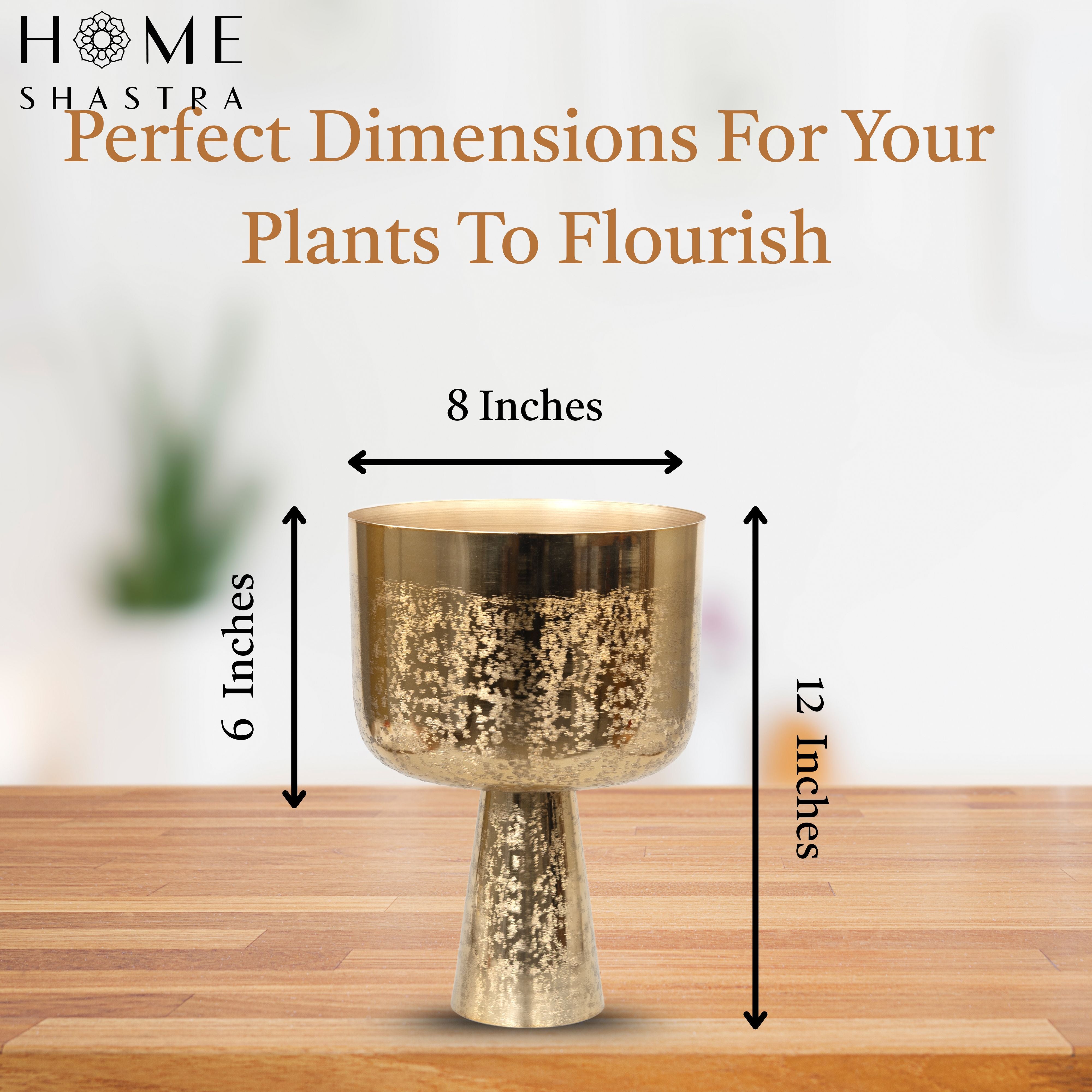 Small Aureme Gold (Pack of 1)