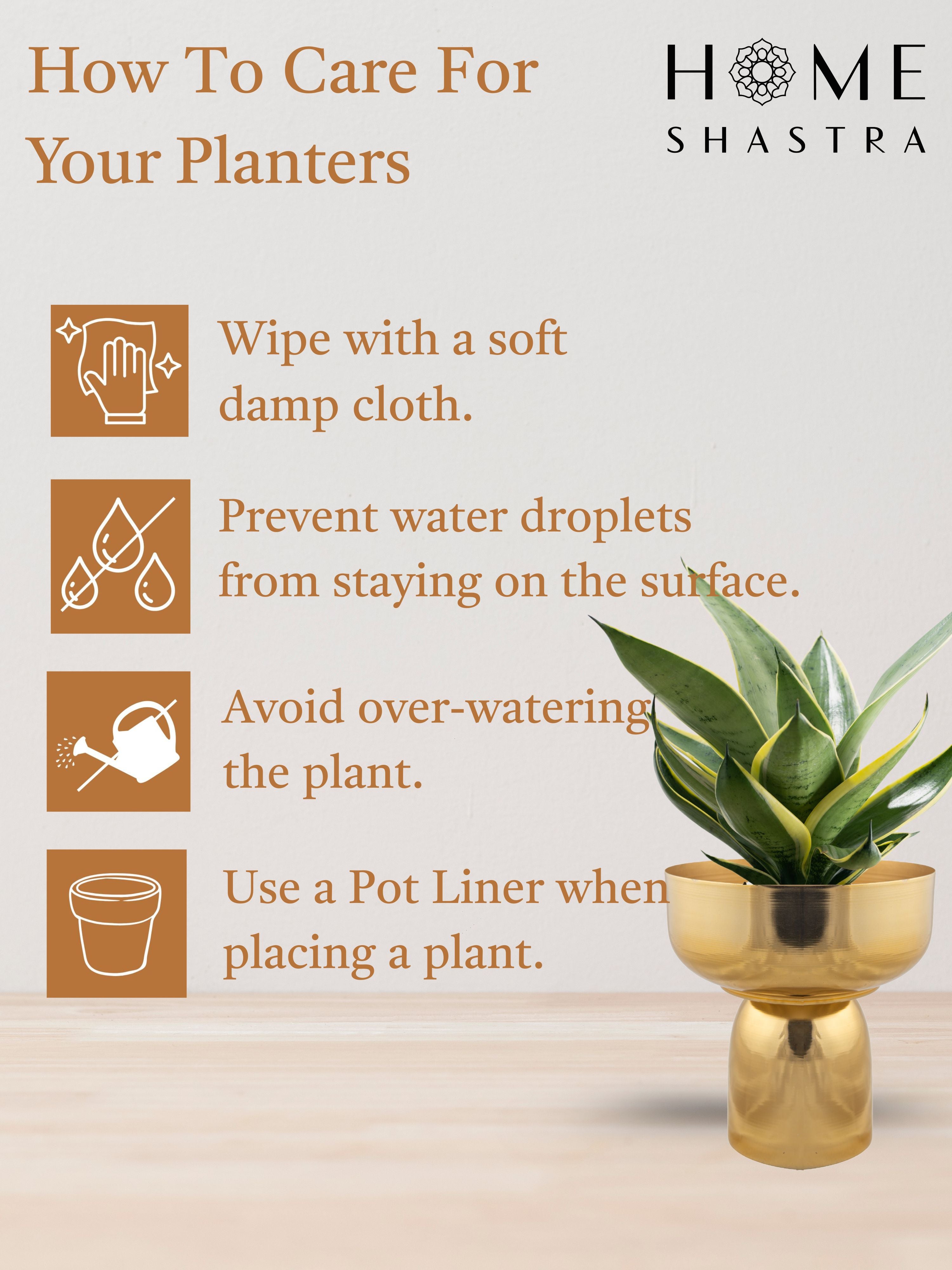 Fern Gold (Pack of 1)