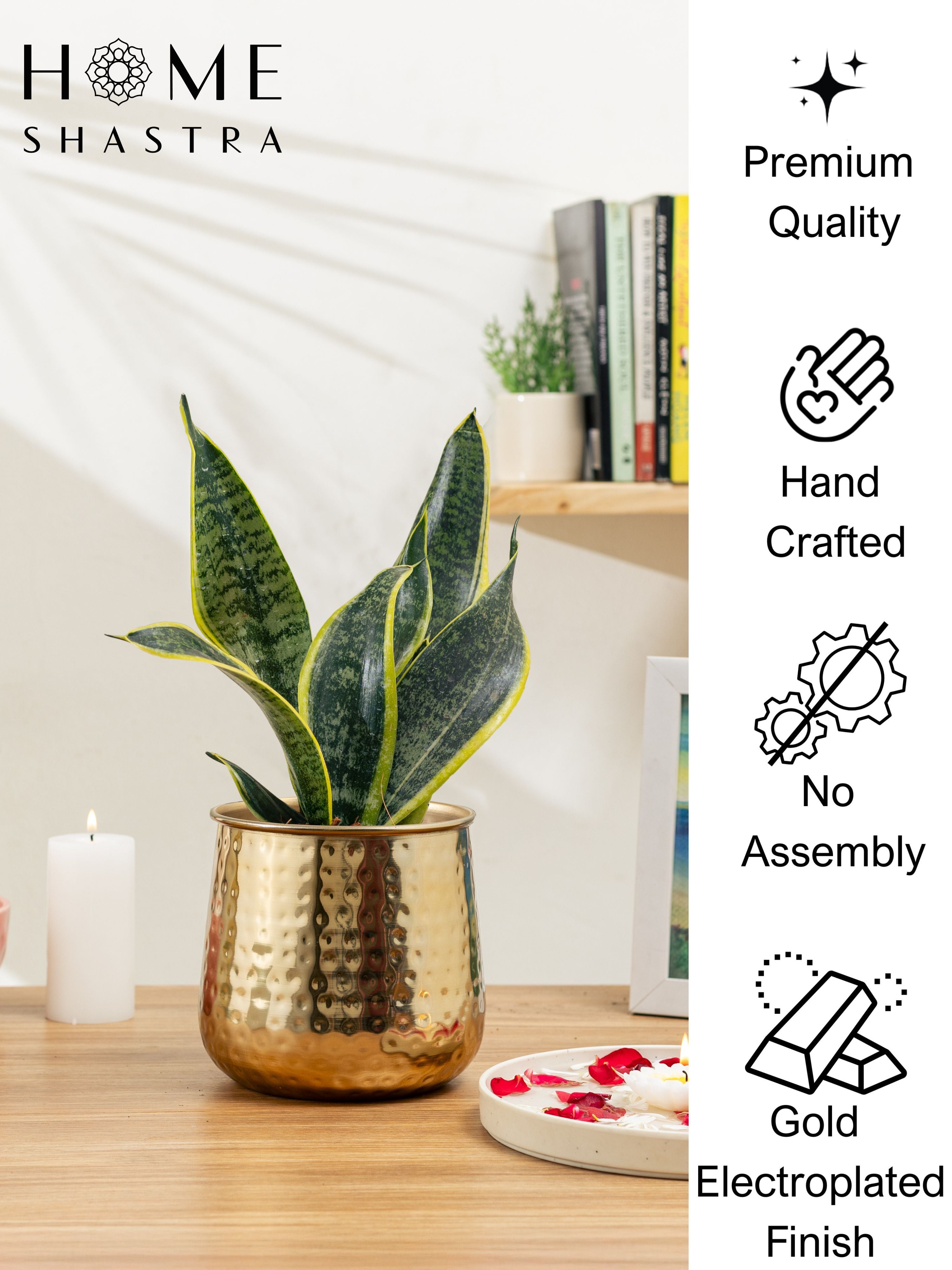 Auric Gold (Pack of 1 )