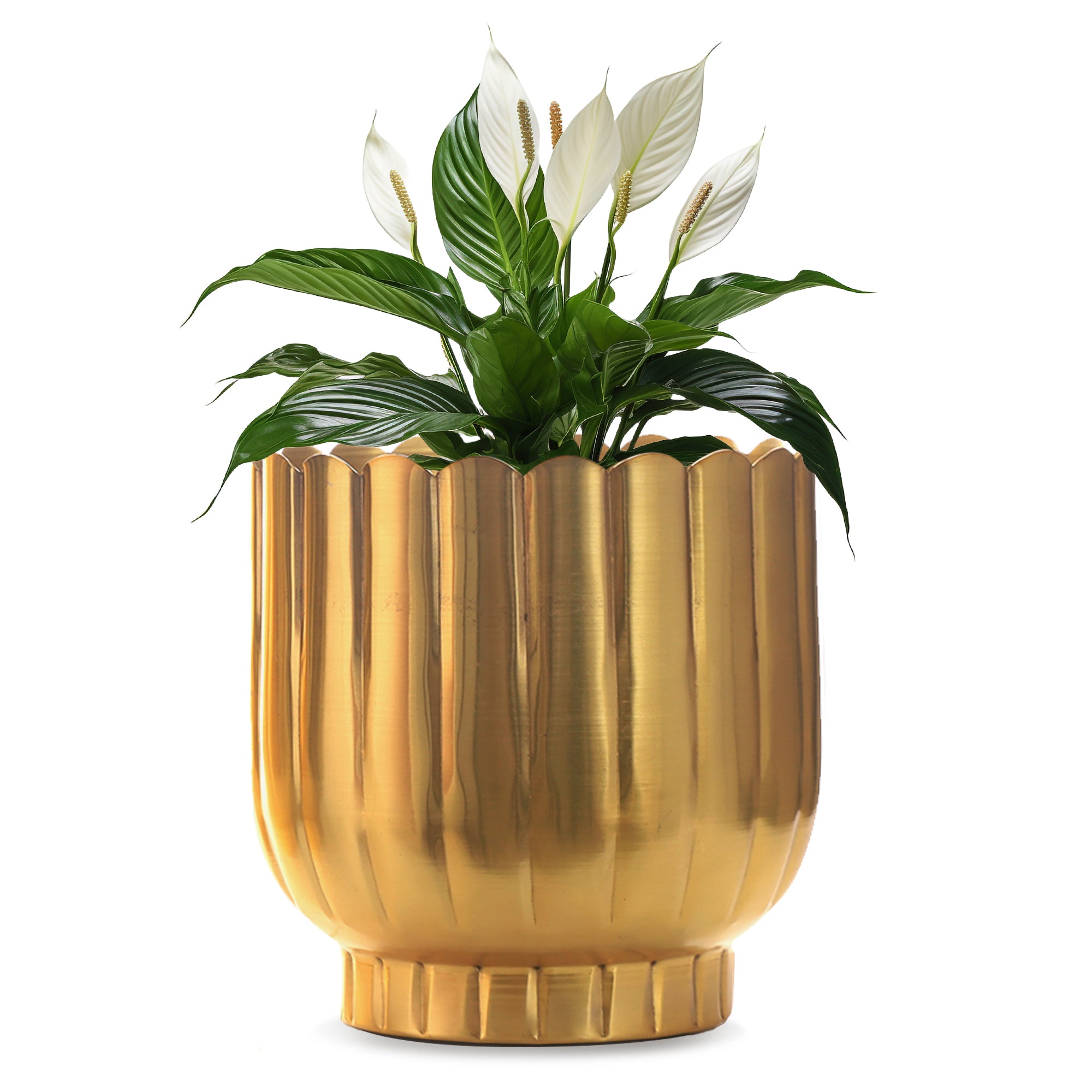 Coral Gold Planter (Pack Of 1)