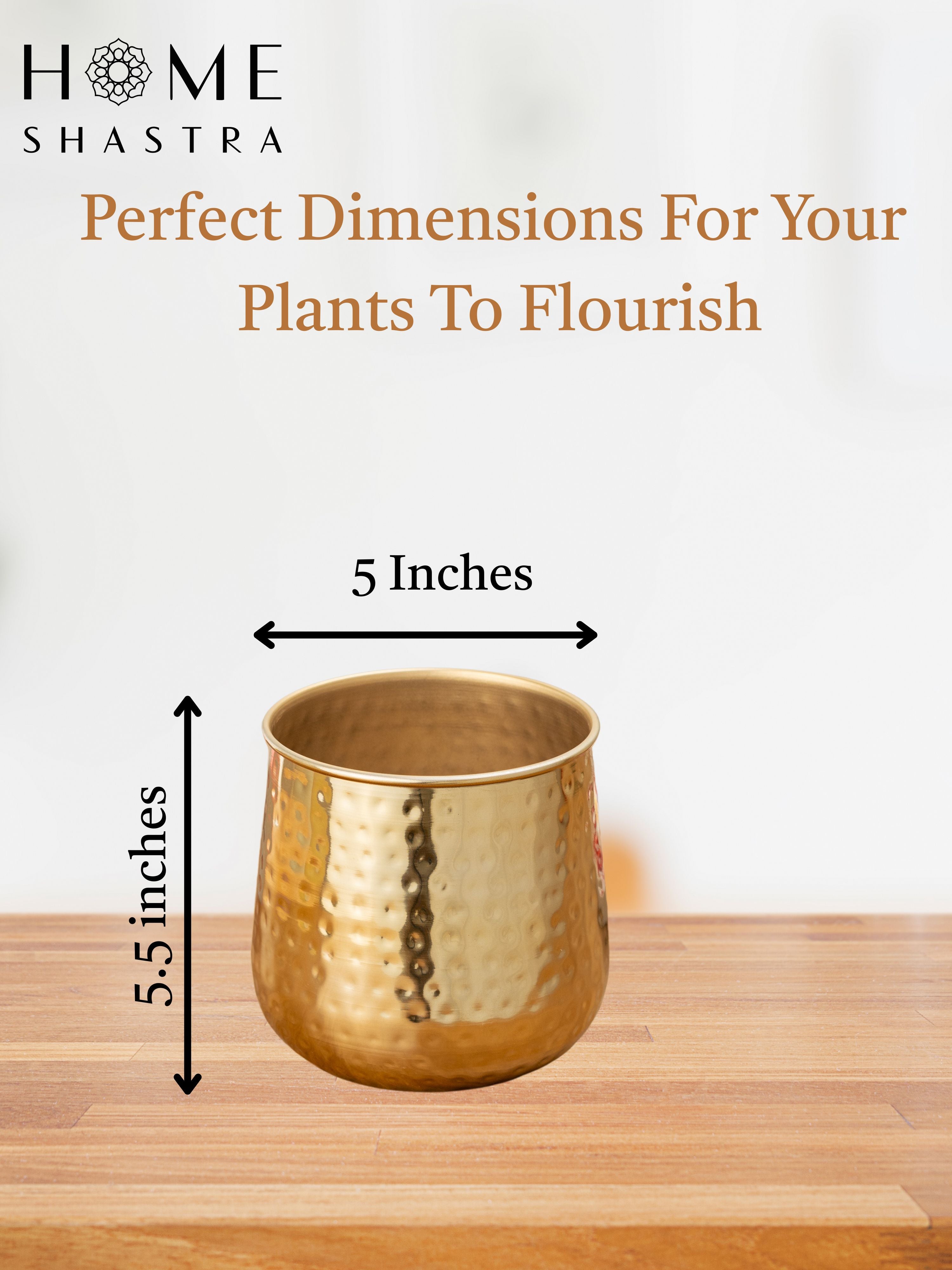 Auric Gold (Pack of 1 )