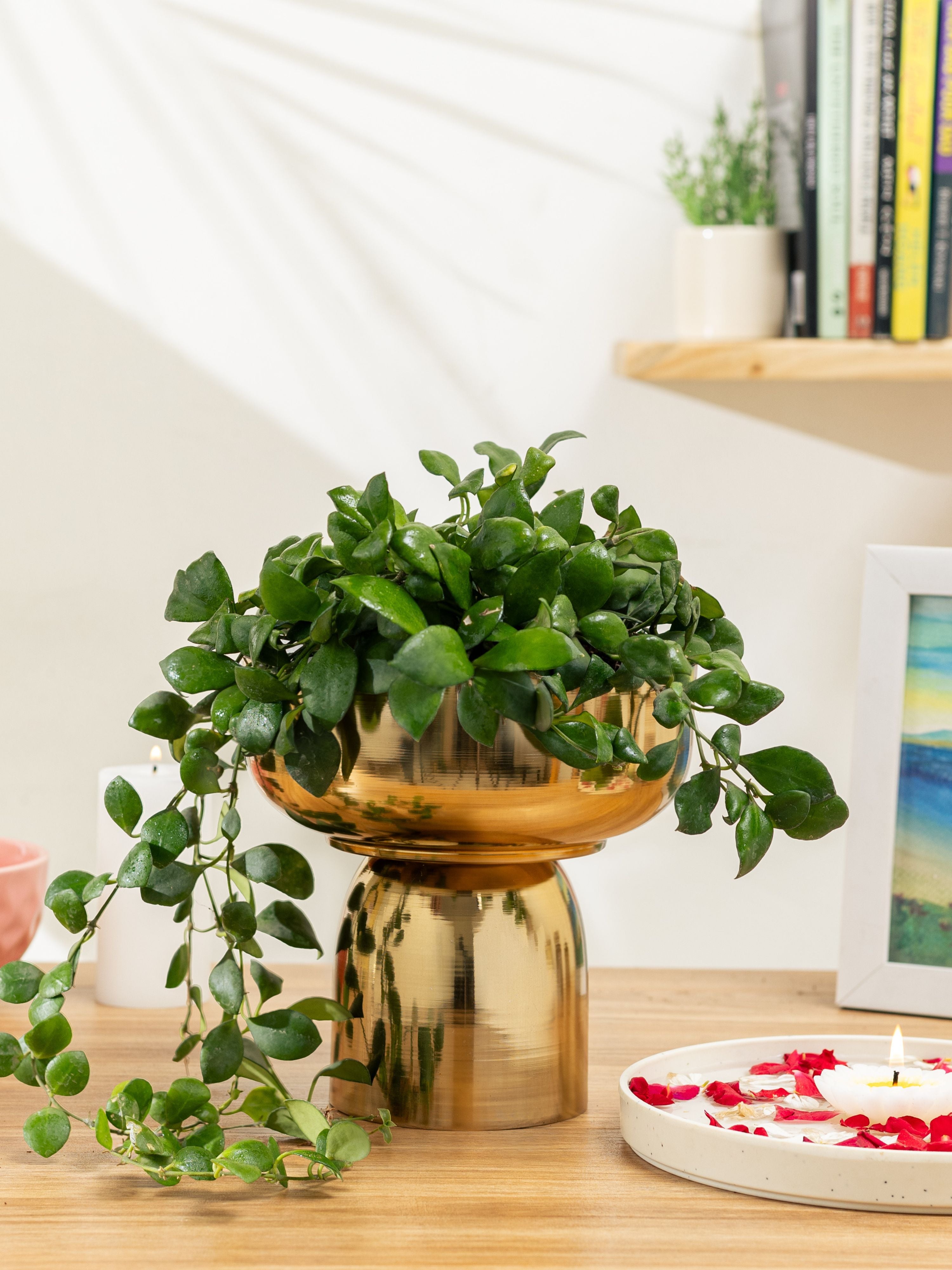 Fern Gold (Pack of 1)