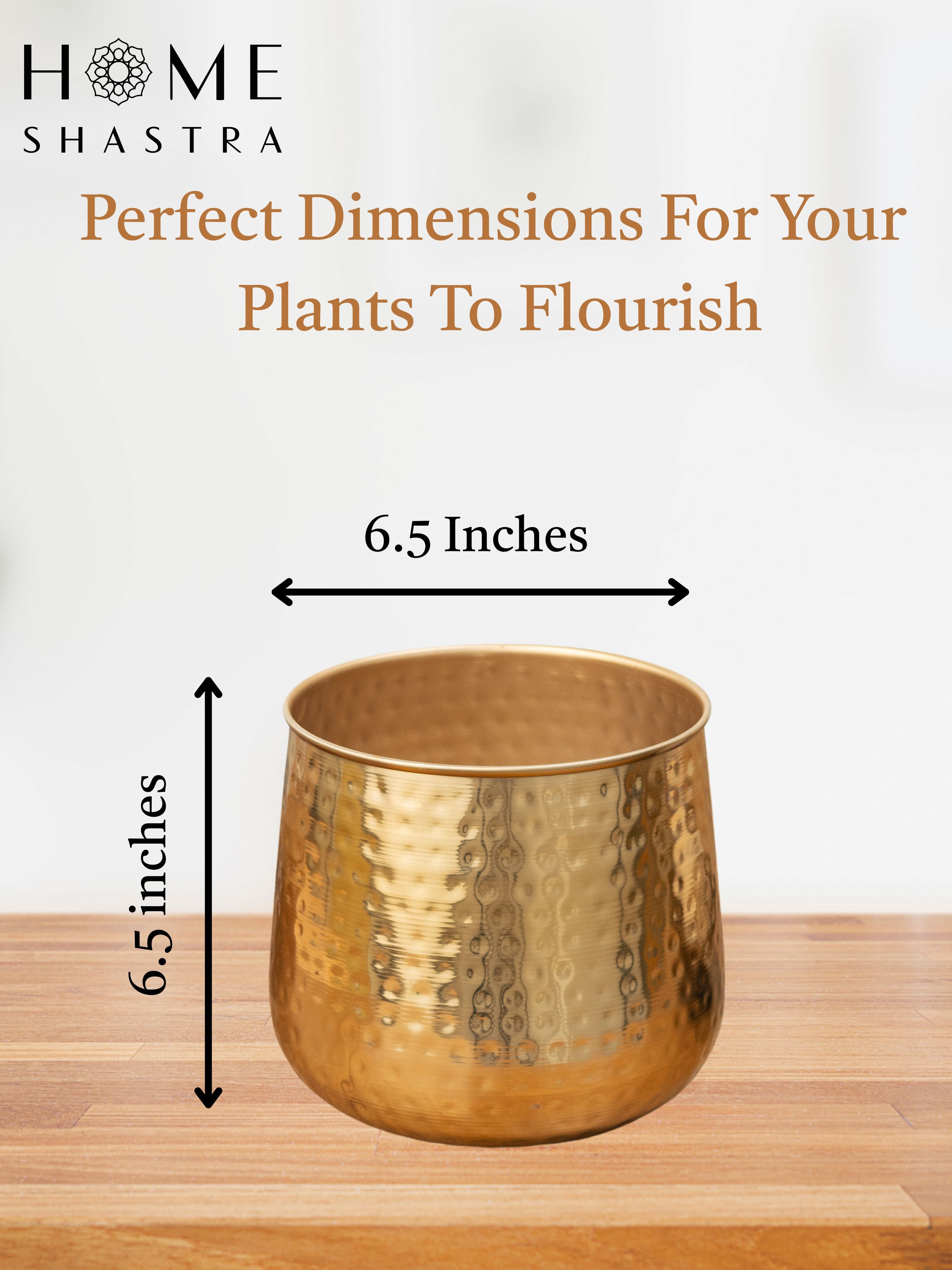 Auric Gold (Pack of 1)