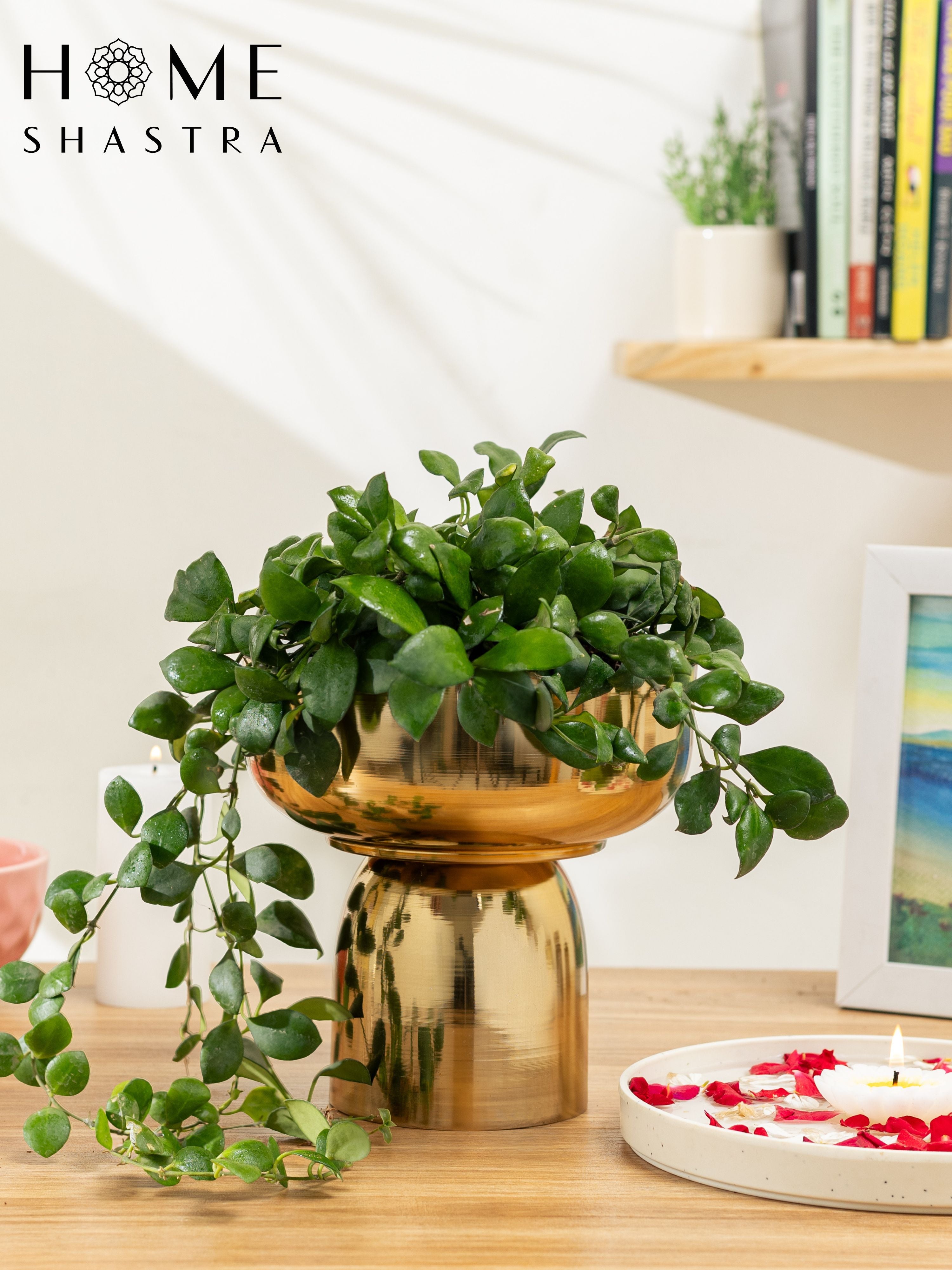 Fern Gold (Pack of 1)