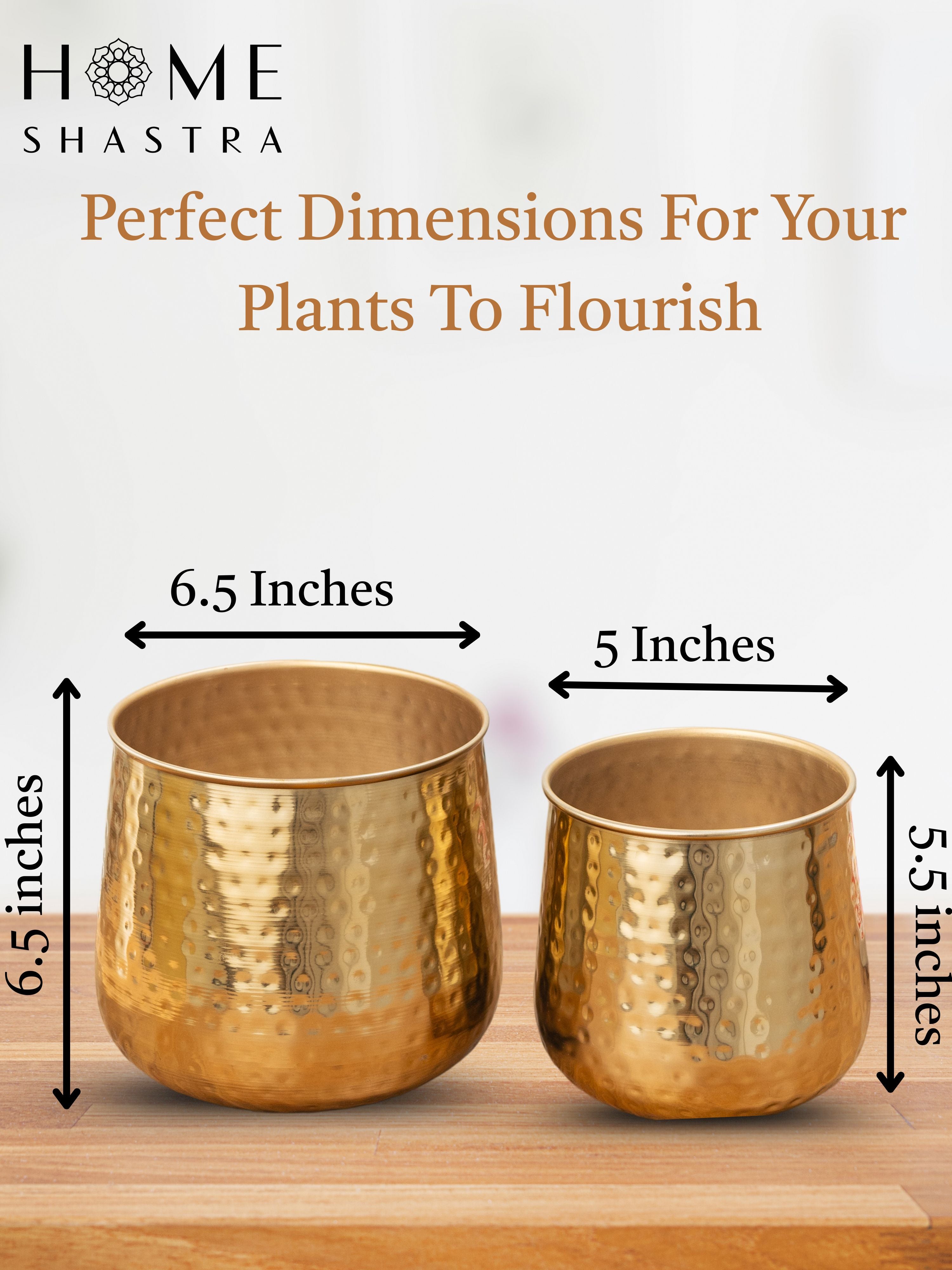 Auric Gold (Set of 2)