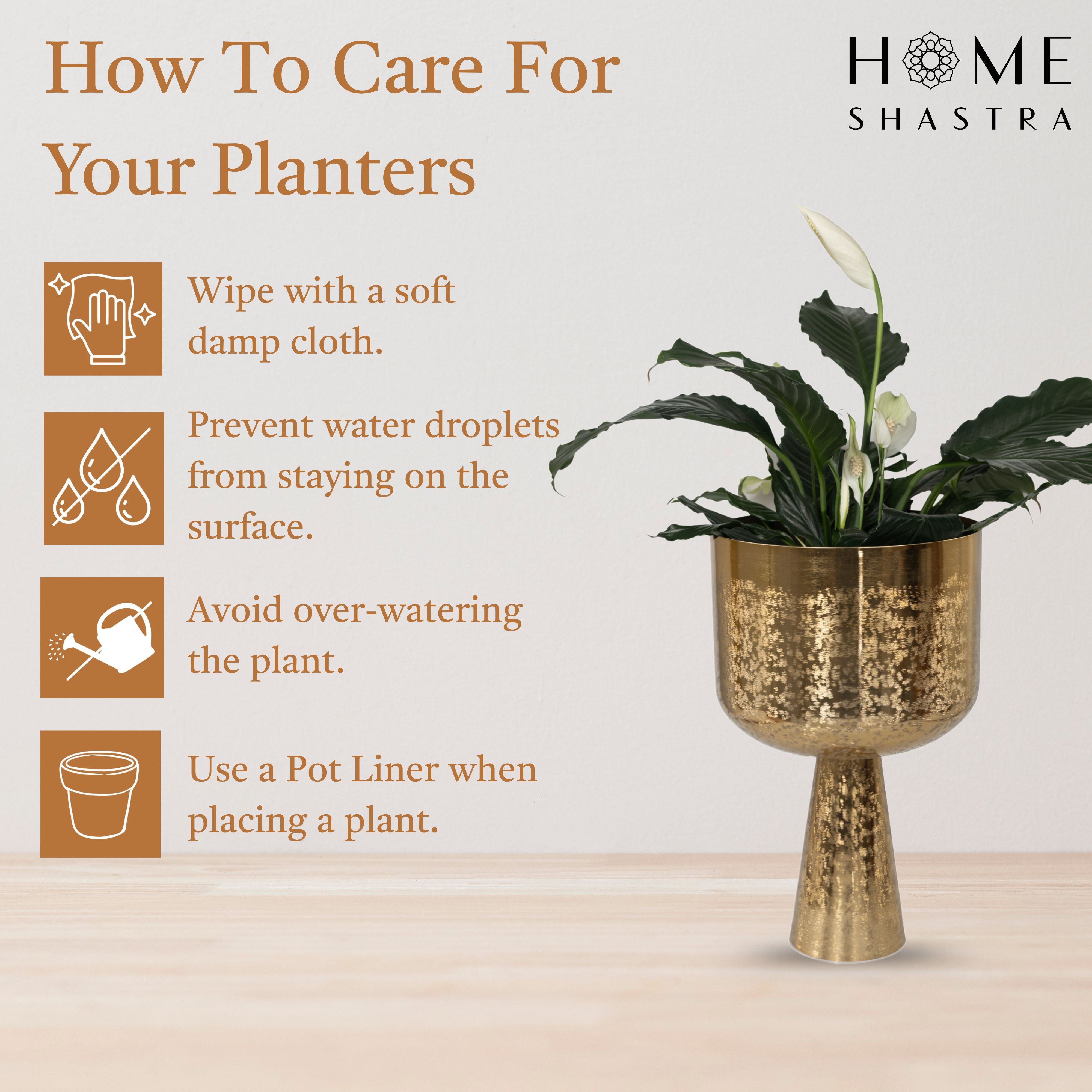 Big Aureme Gold (Pack of 1)