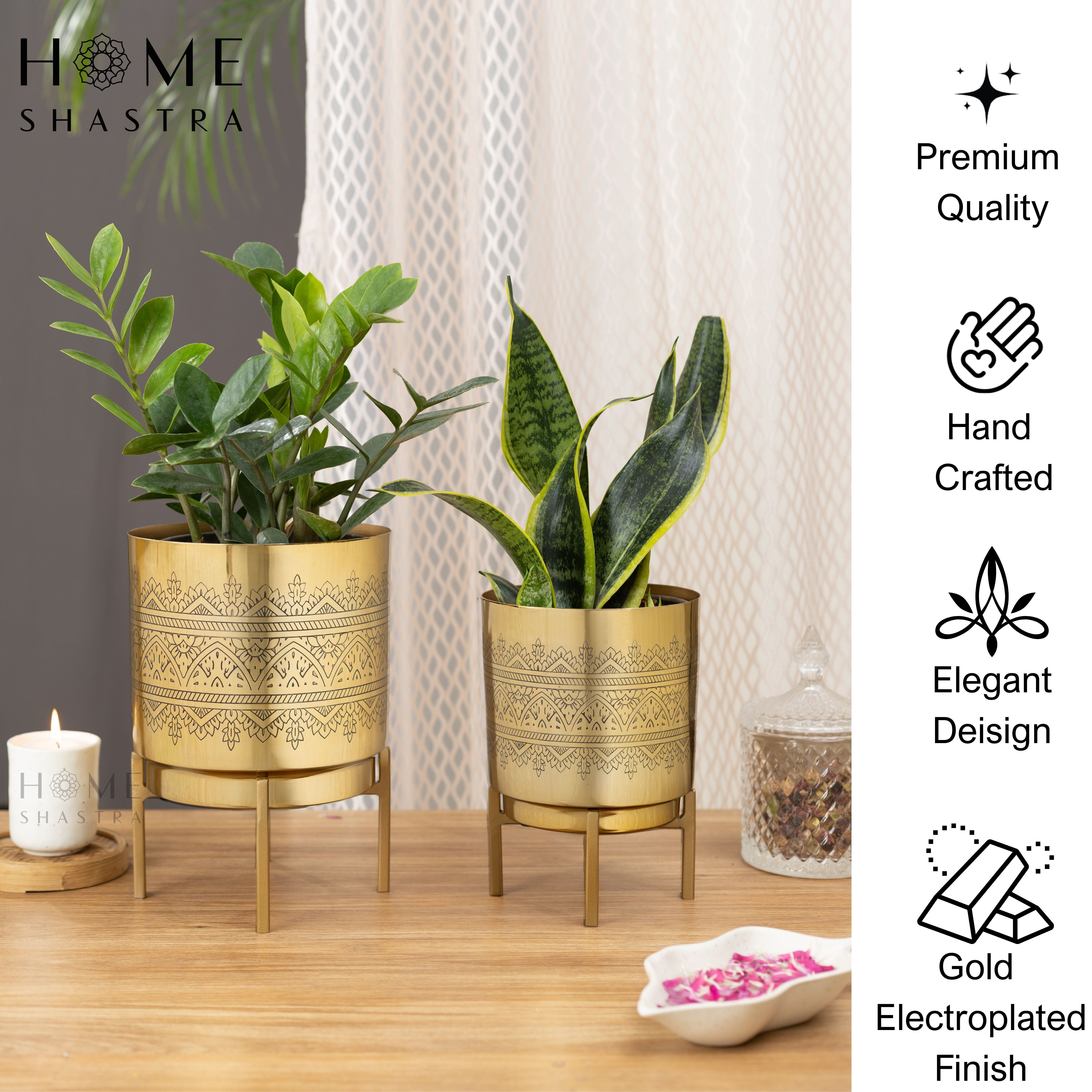 Raaga Gold (Set of 2)