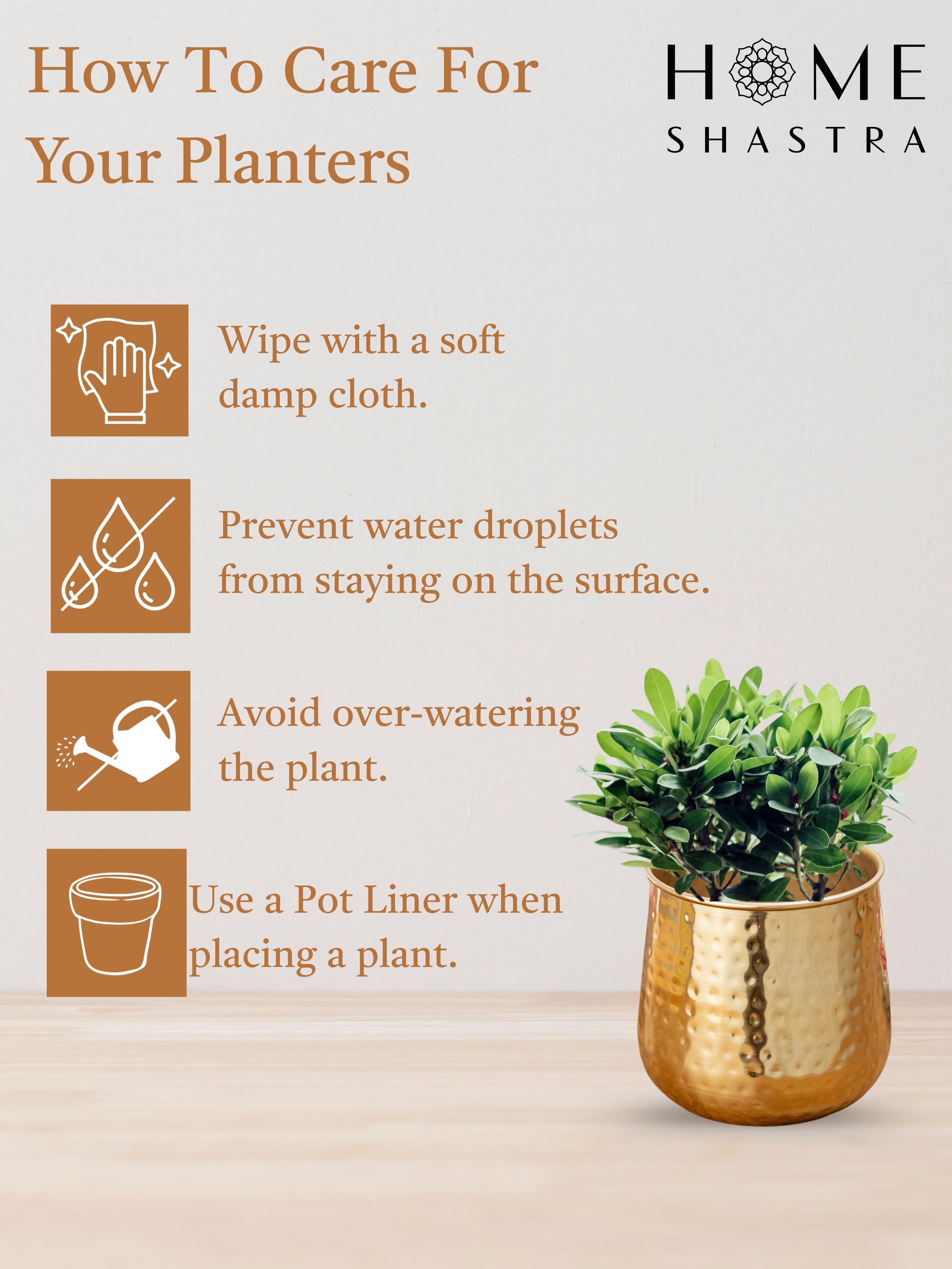 Auric Gold (Pack of 1 )