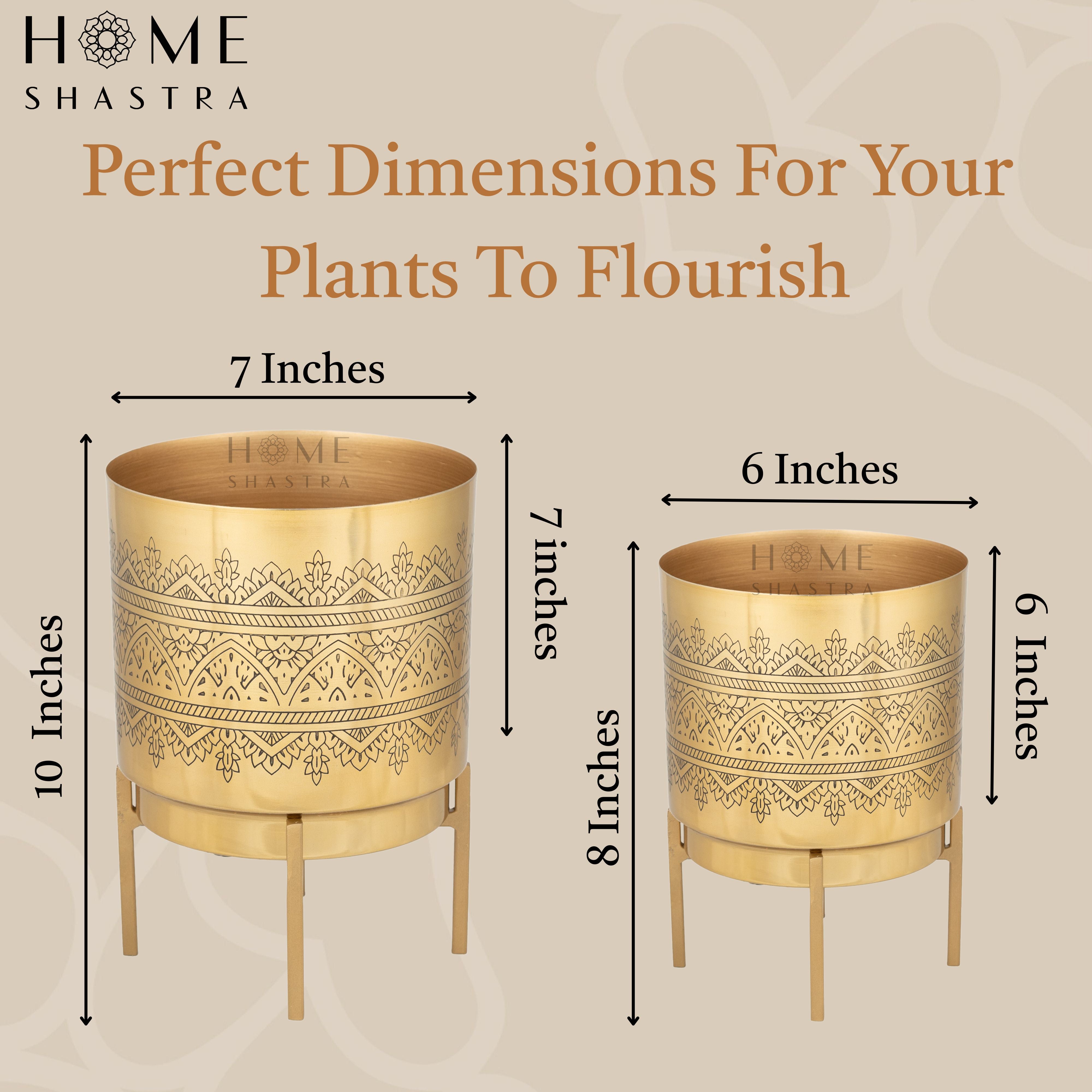 Raaga Gold (Set of 2)