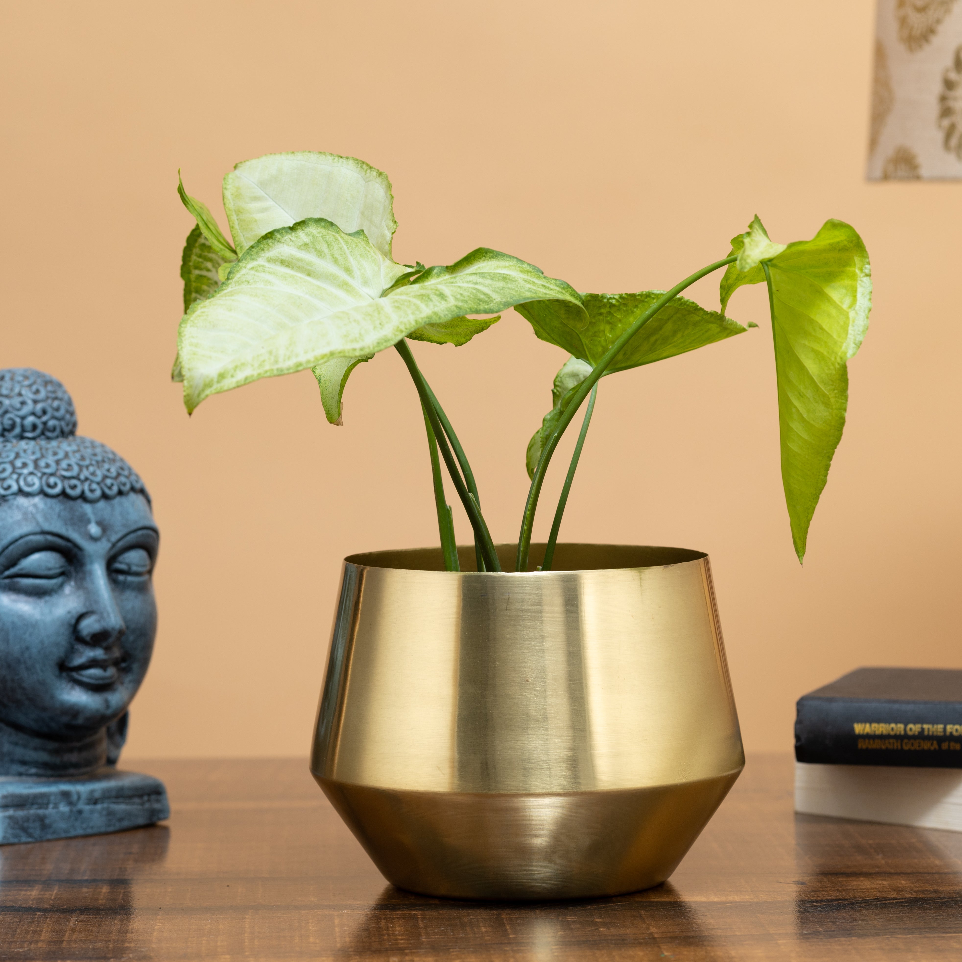 Oak Gold Planter(Pack of 1)