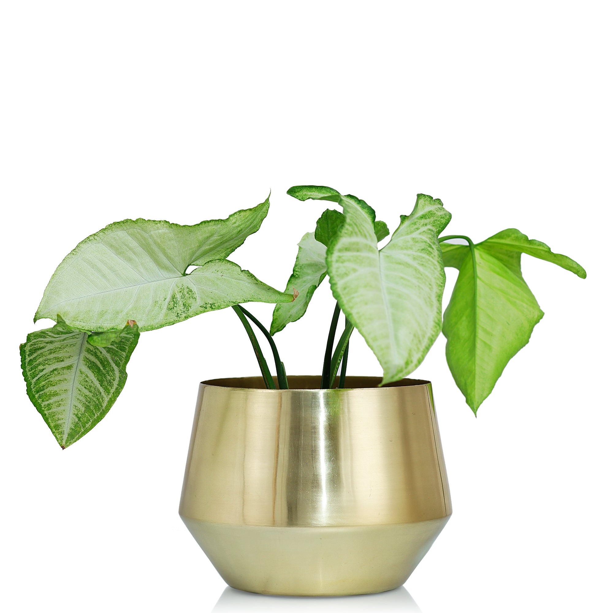 Oak Gold Planter(Pack of 1)