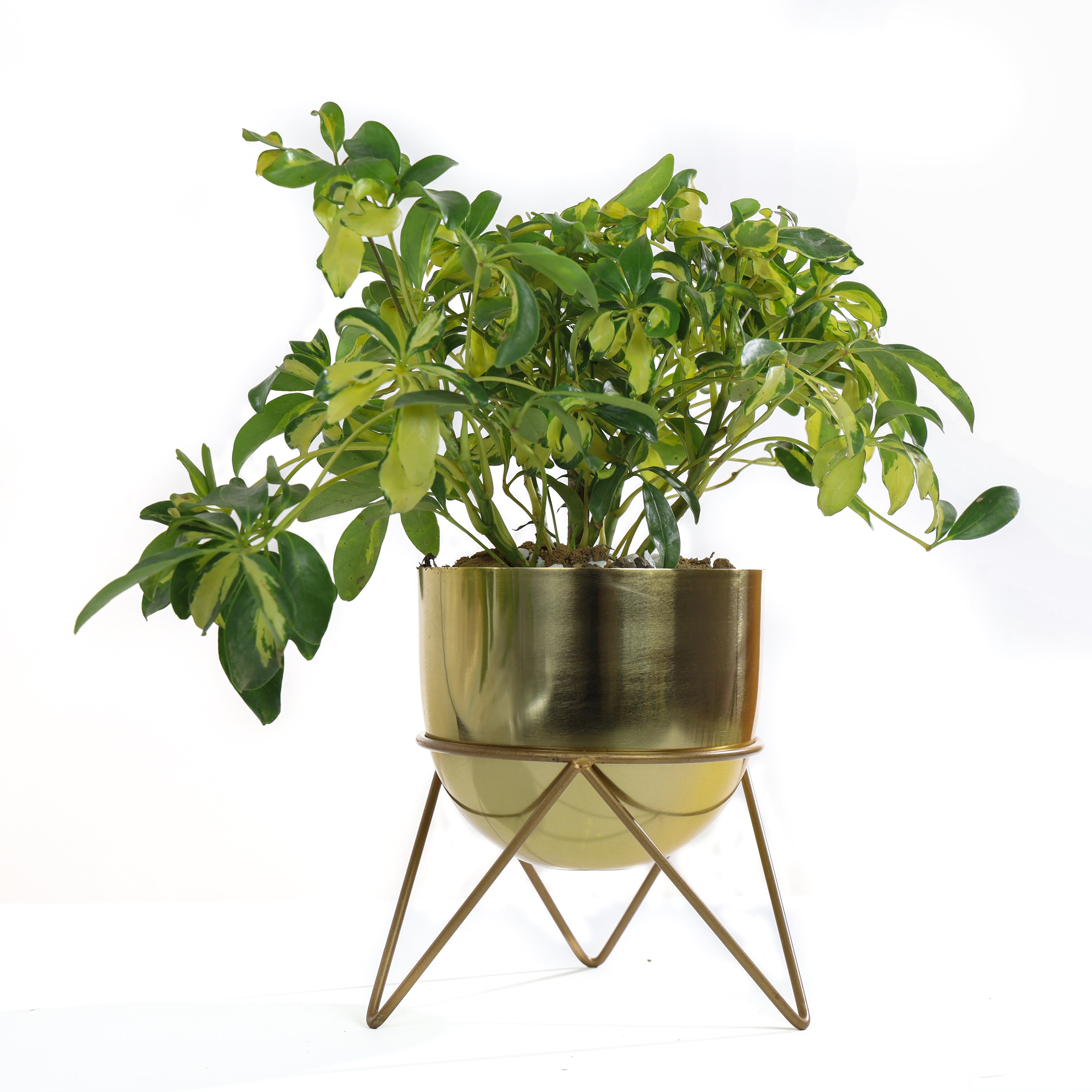 Zig Zag Gold Combo Planters (Pack of 2)