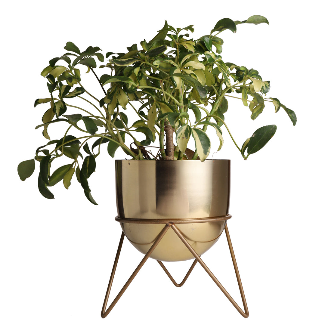 Zig Zag Gold Combo Planters (Pack of 2)