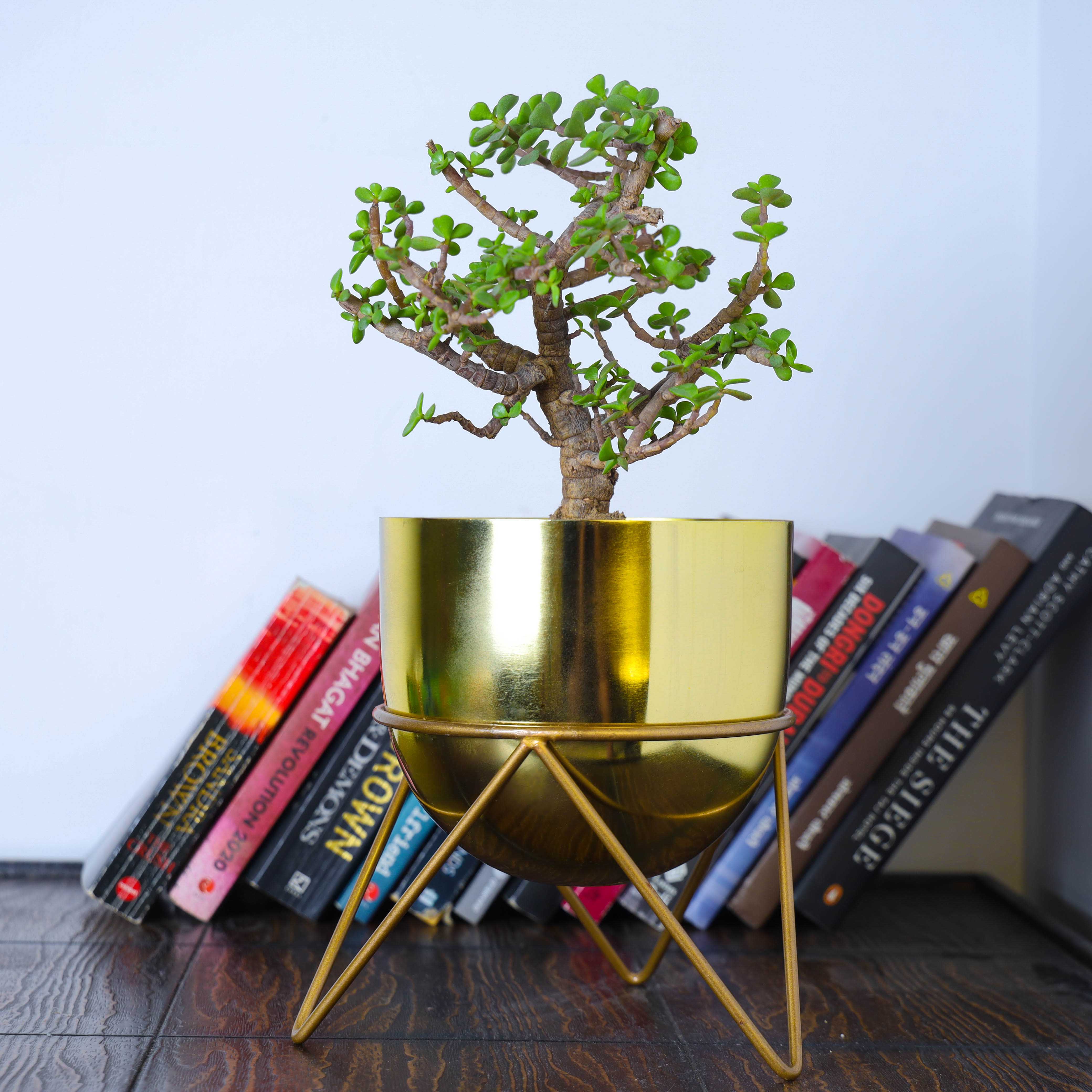 Zig Zag Gold Combo Planters (Pack of 2)