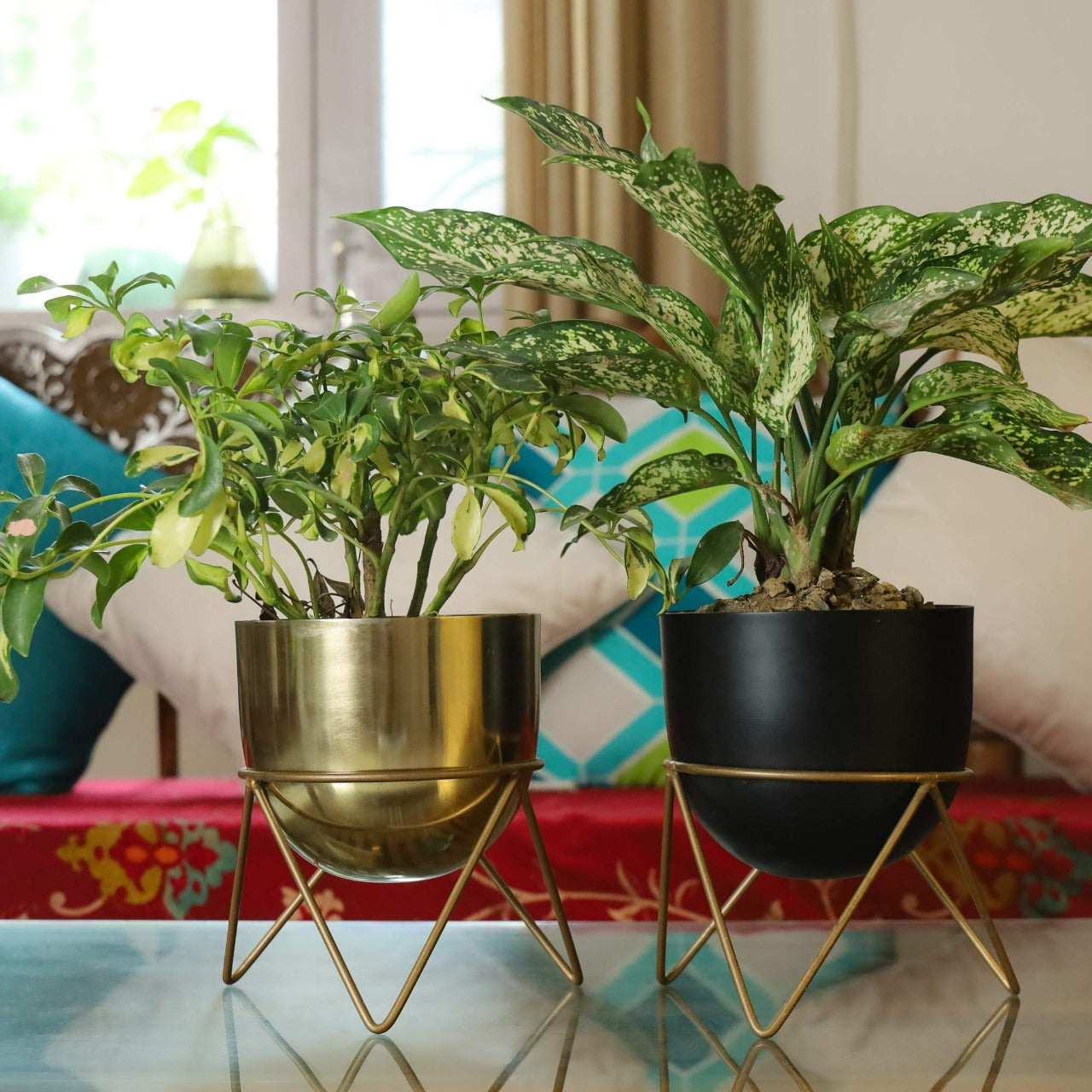 Zig Zag Combo Gold & Black (Pack of 2)